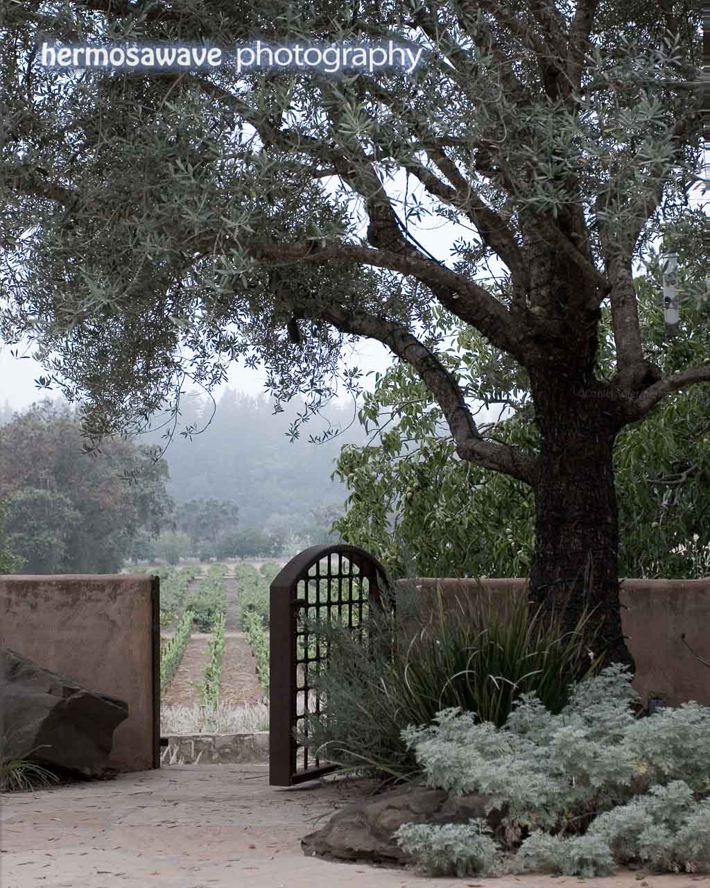 Vineyard Gate