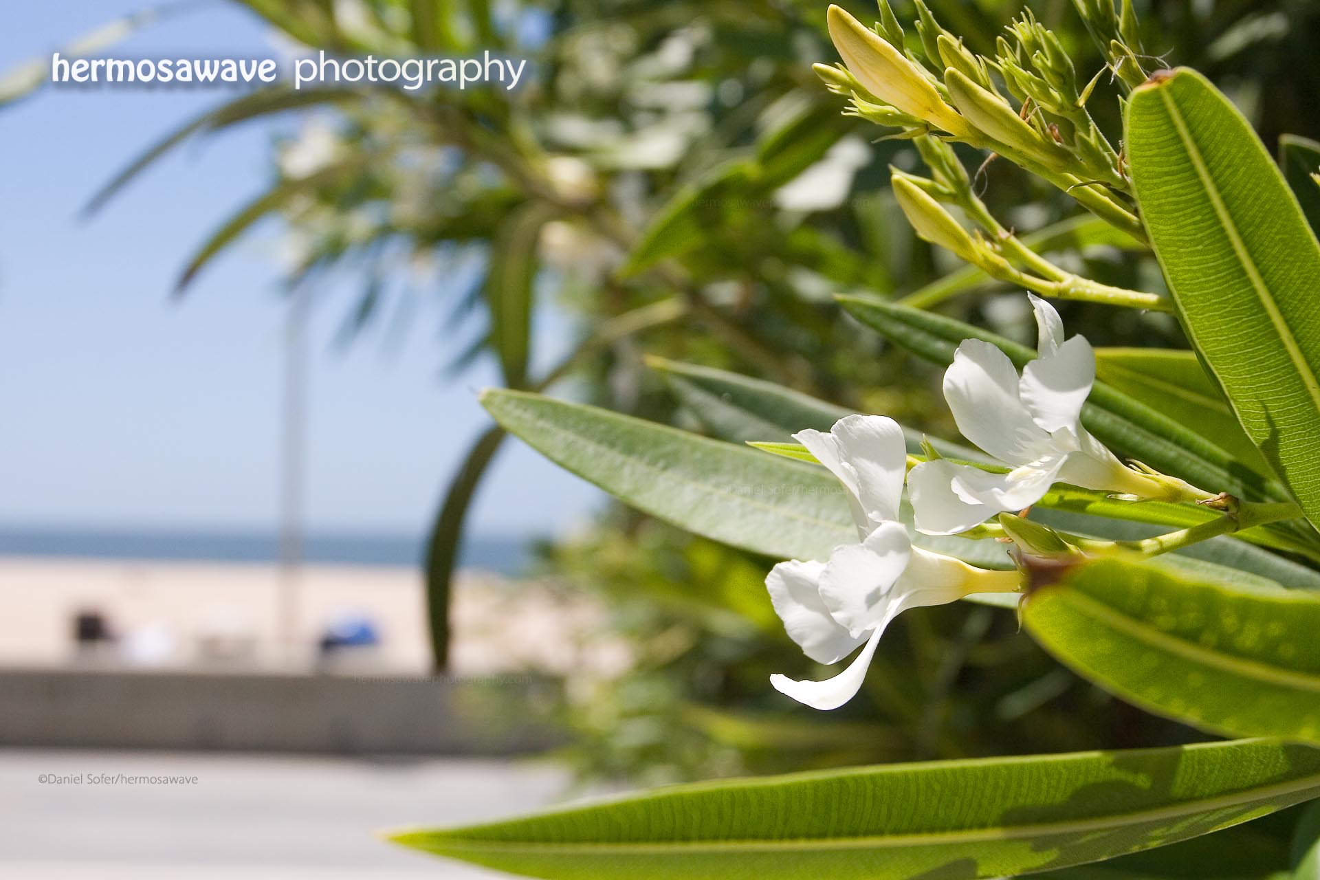 Blooms at the Beach