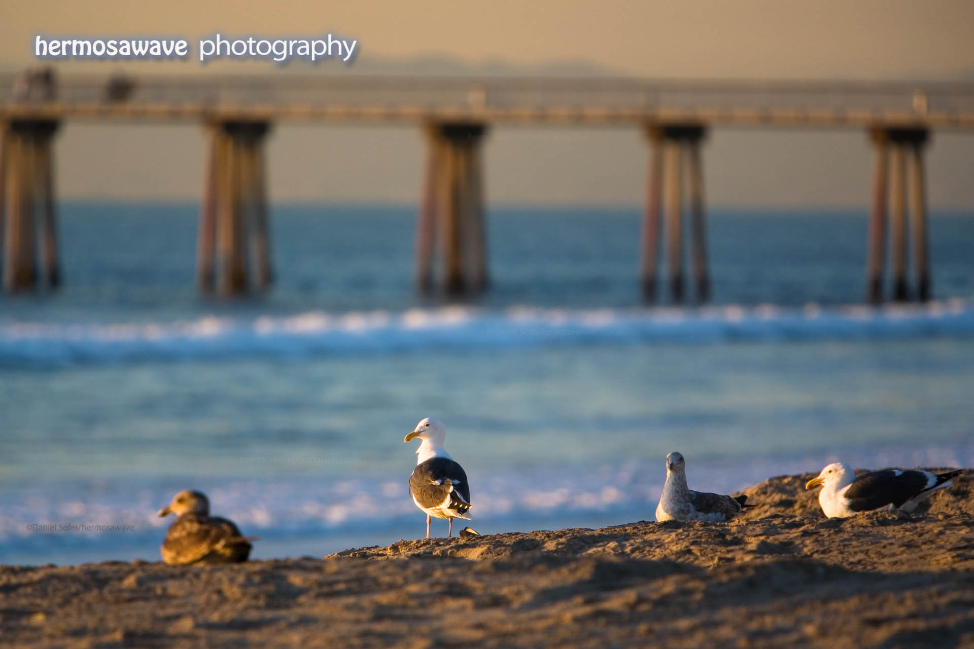 Gulls on the Beach