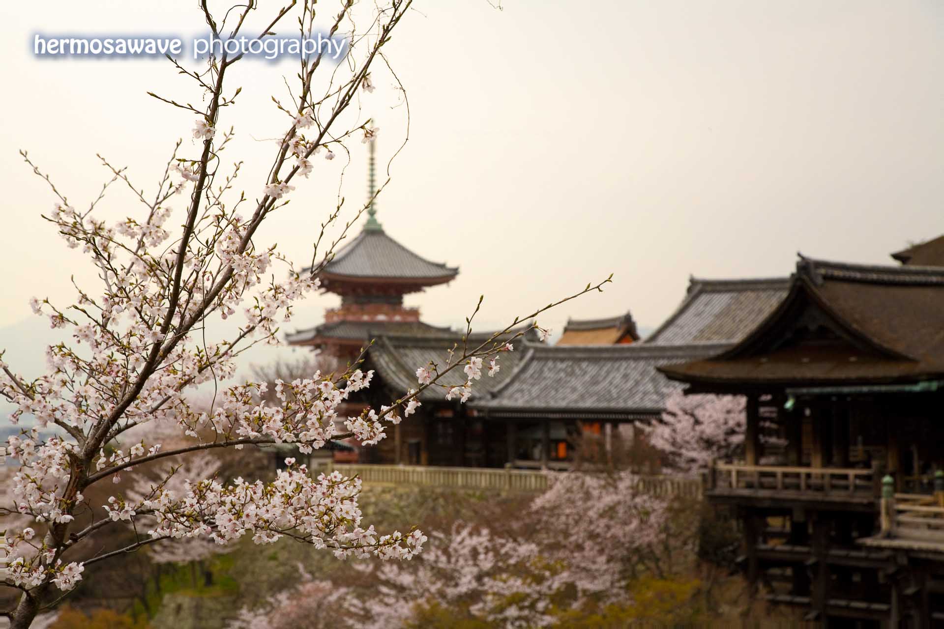 Cherry Blossoms at Kiyomizudera