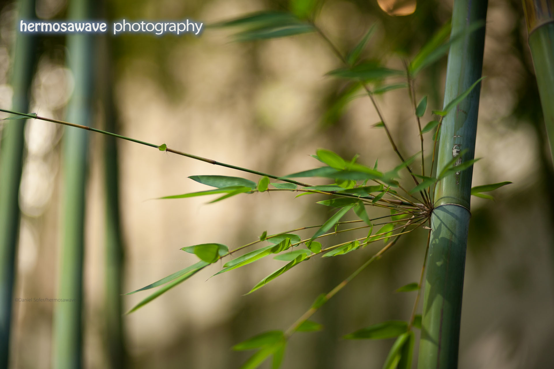 Bamboo Meditation