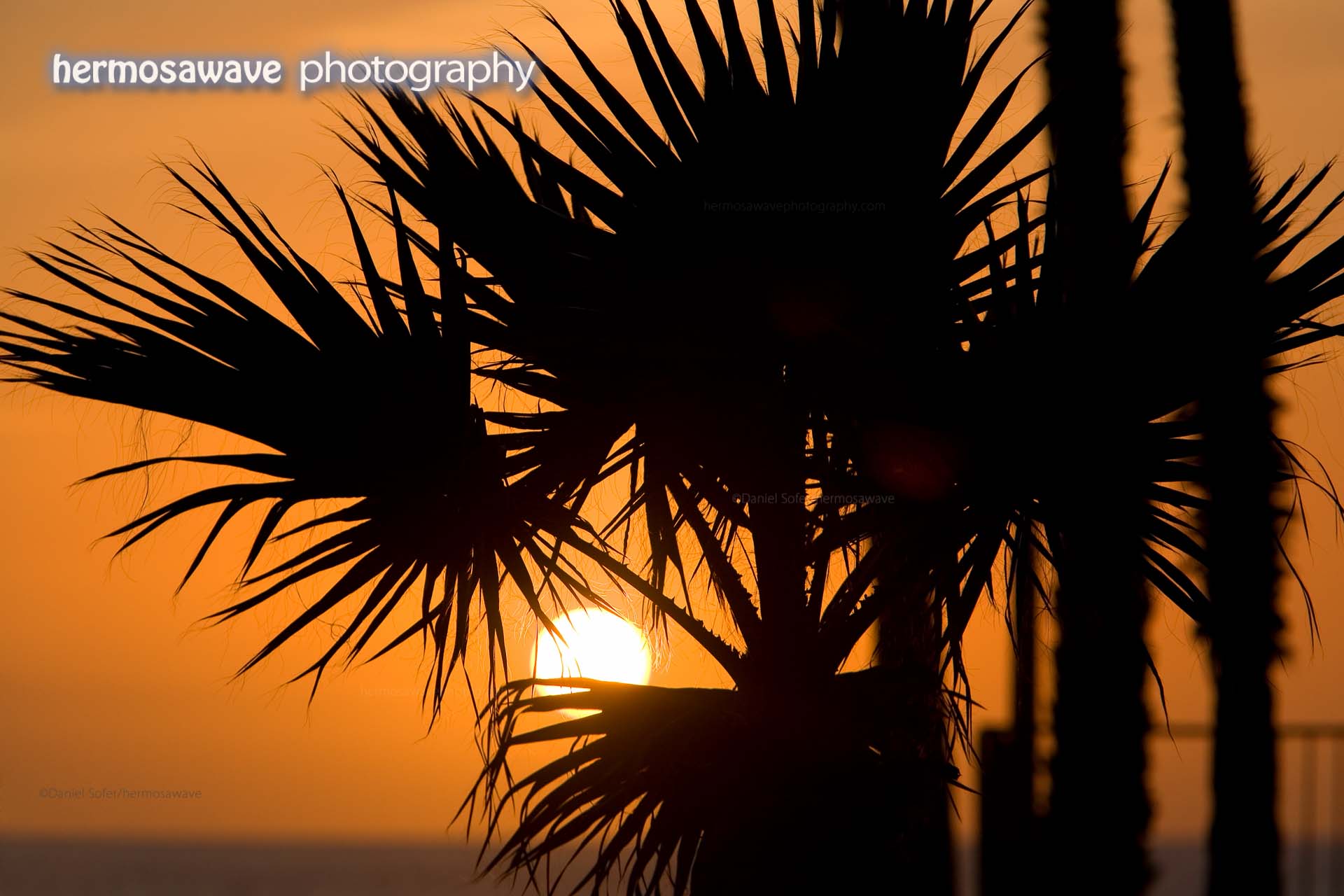 Sunset Through The Palms