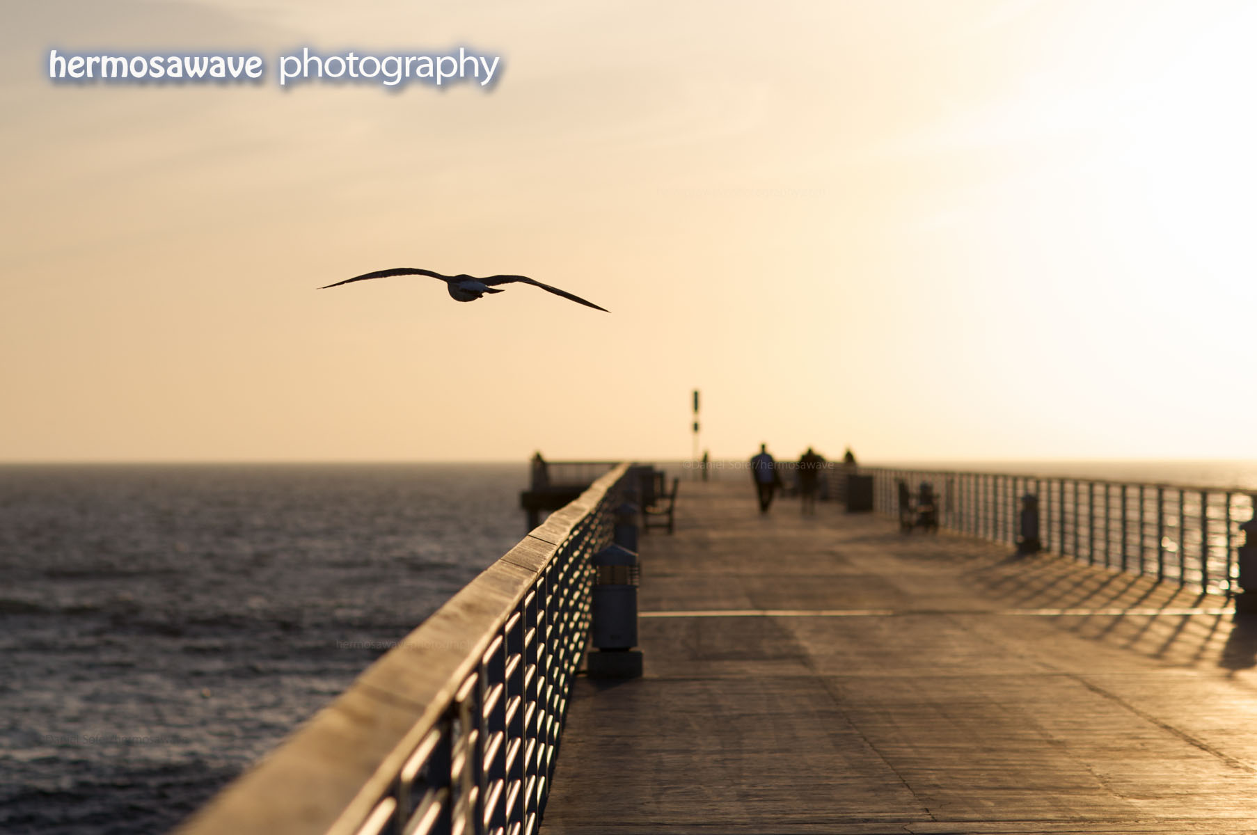 Seagull over the Pier
