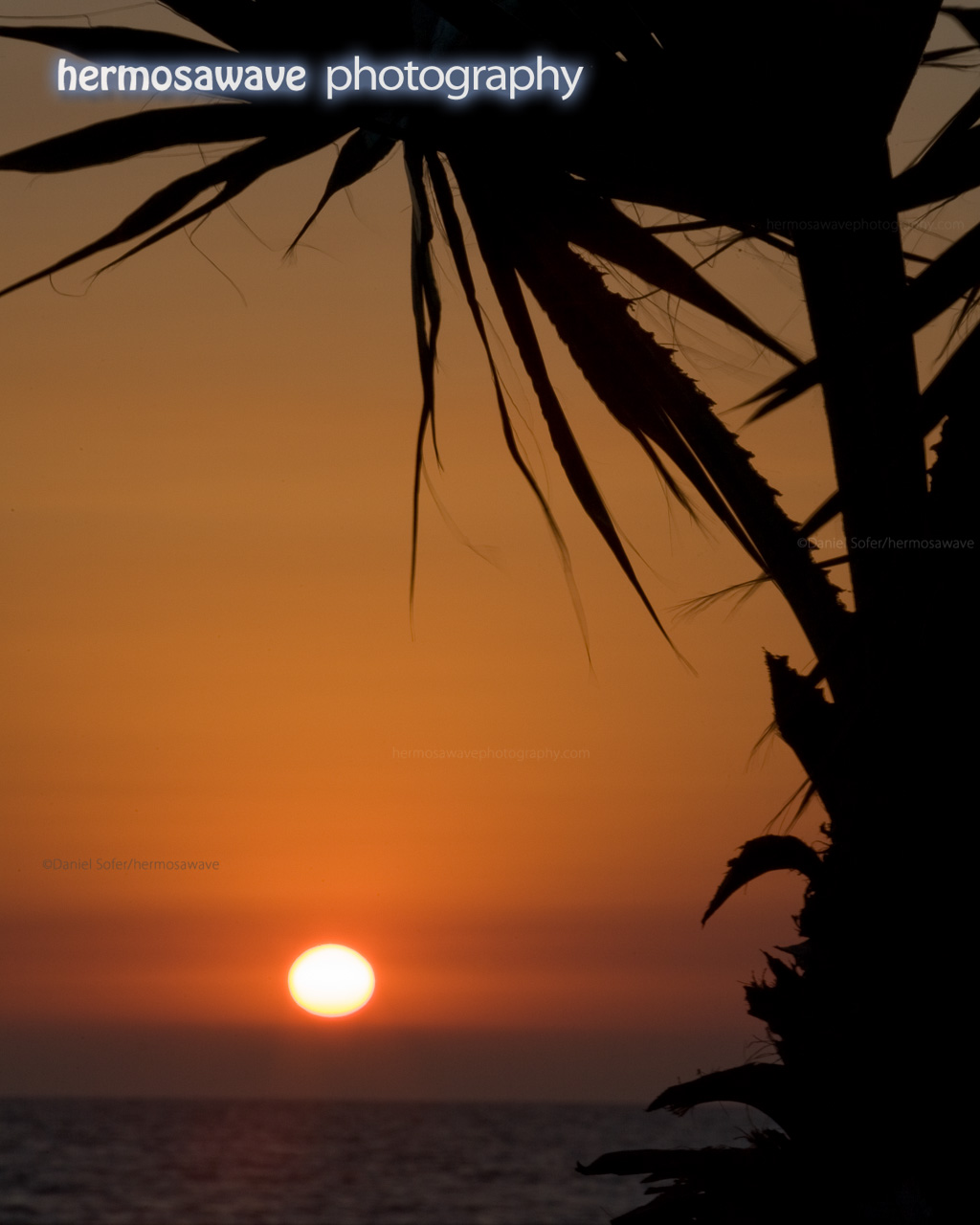Sun Framed With Palm 