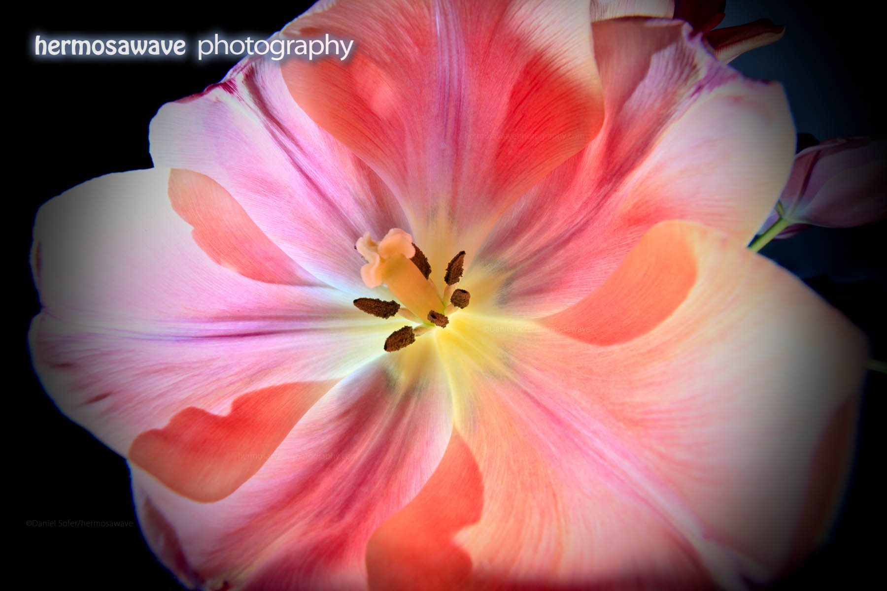 Closeup on a Tulip