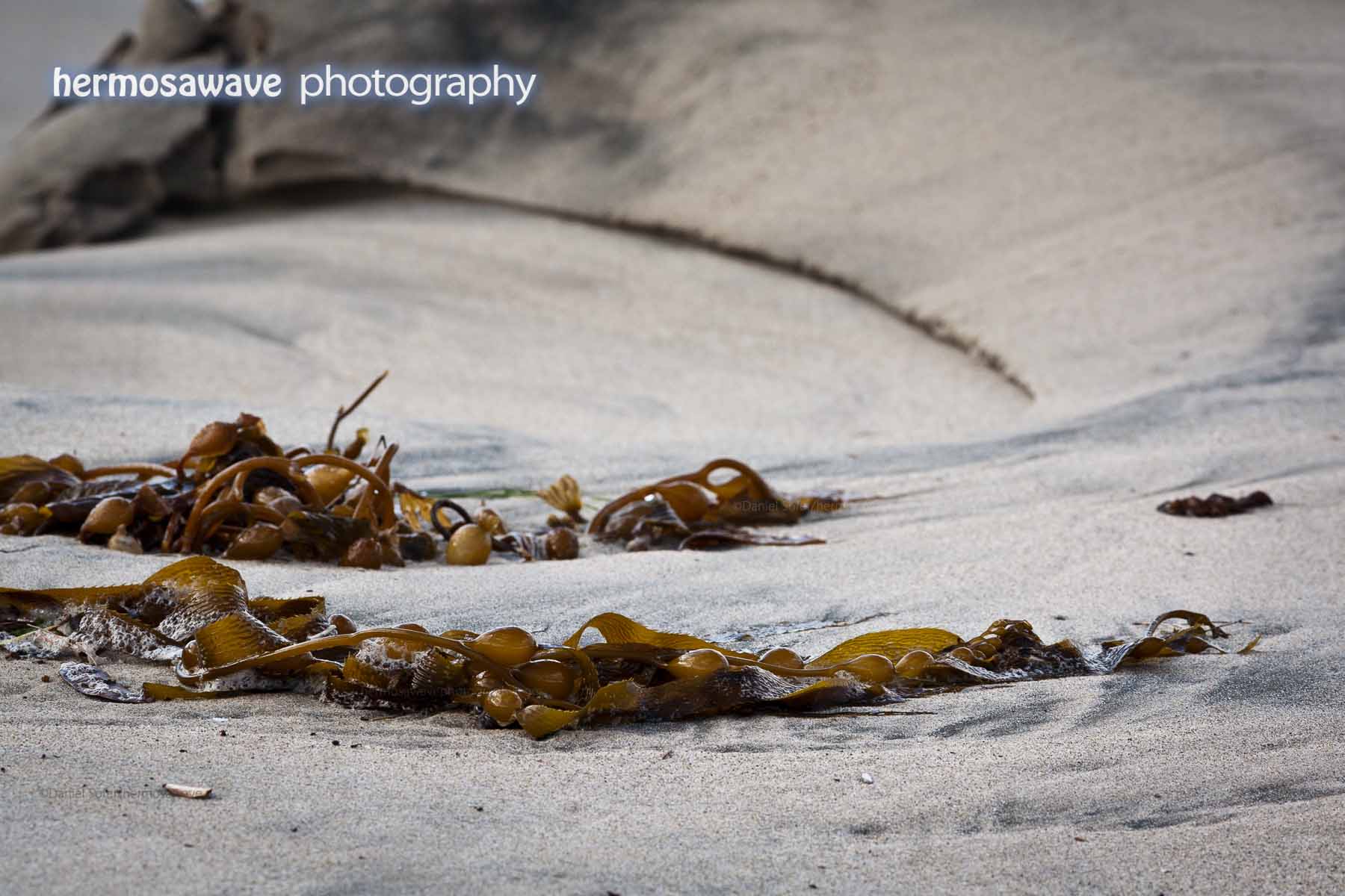 Kelp on the Beach