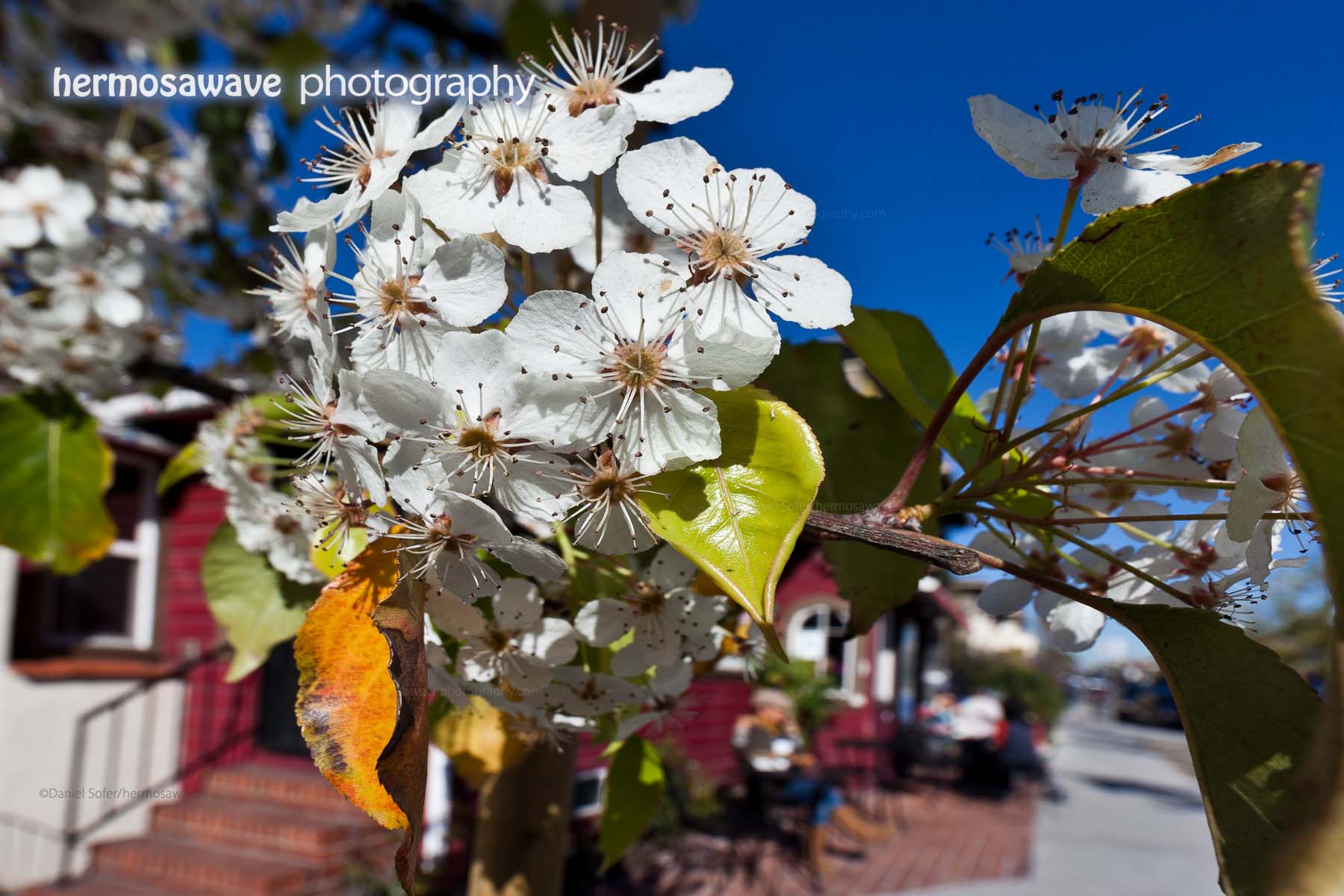 Cherry Blossoms on Pier Avenue
