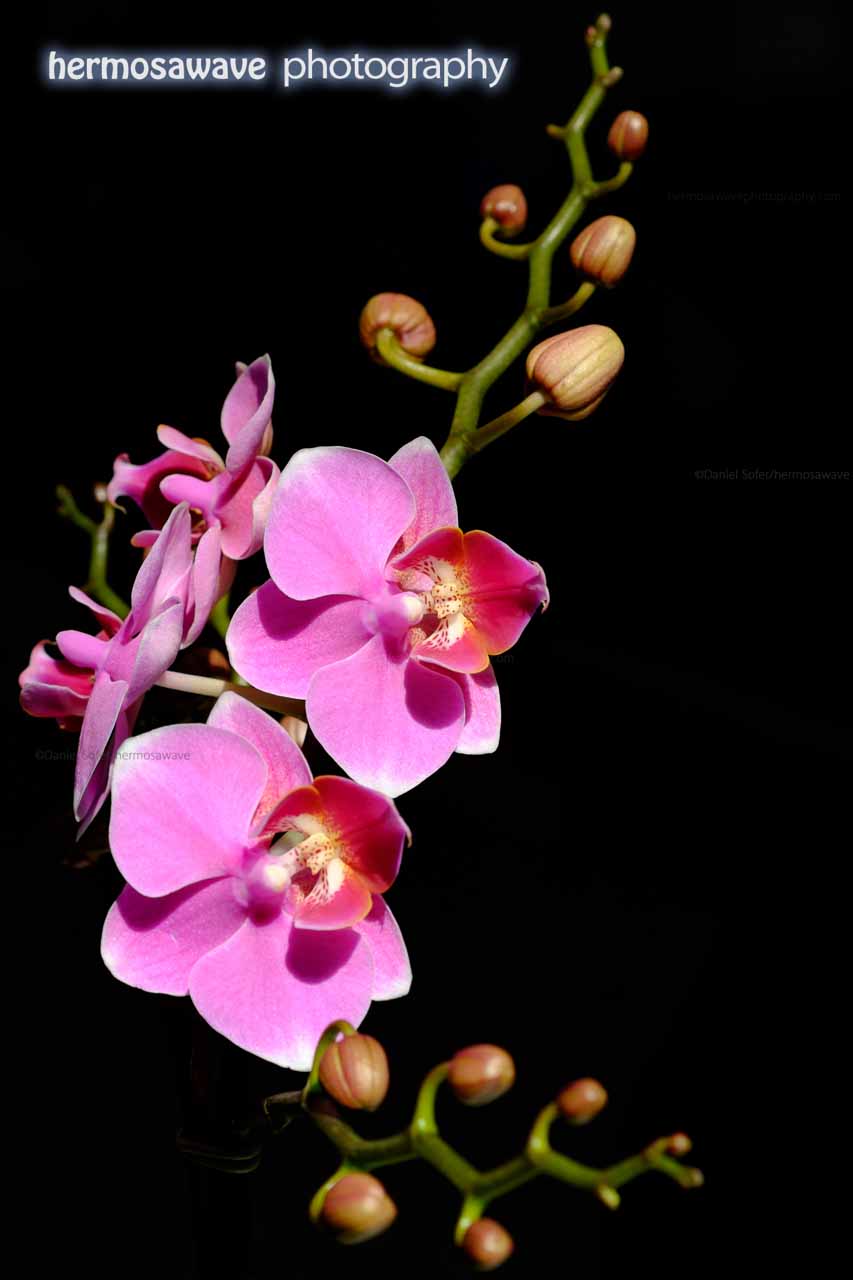 Mother’s Day Orchids