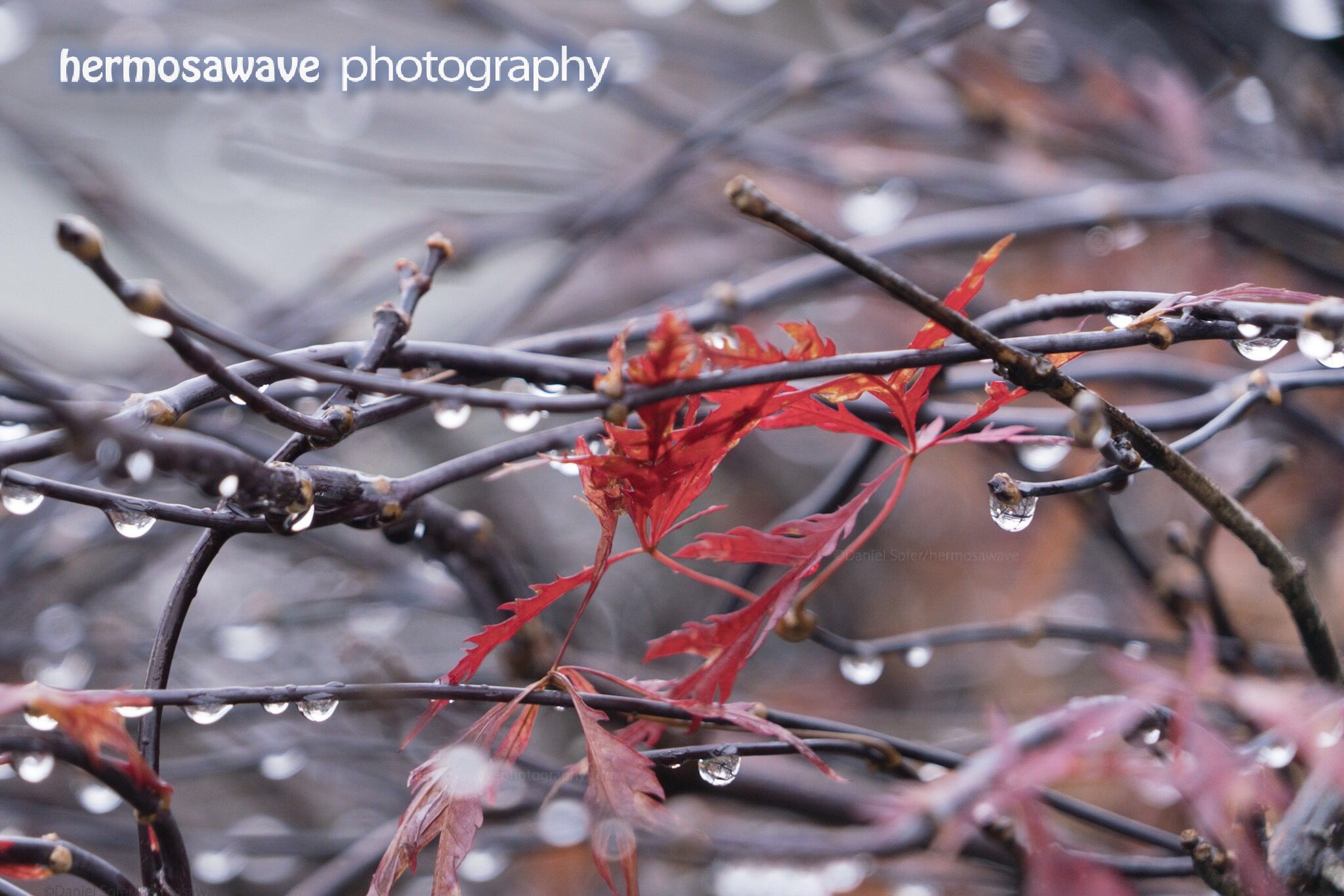 Red Maple and Rain