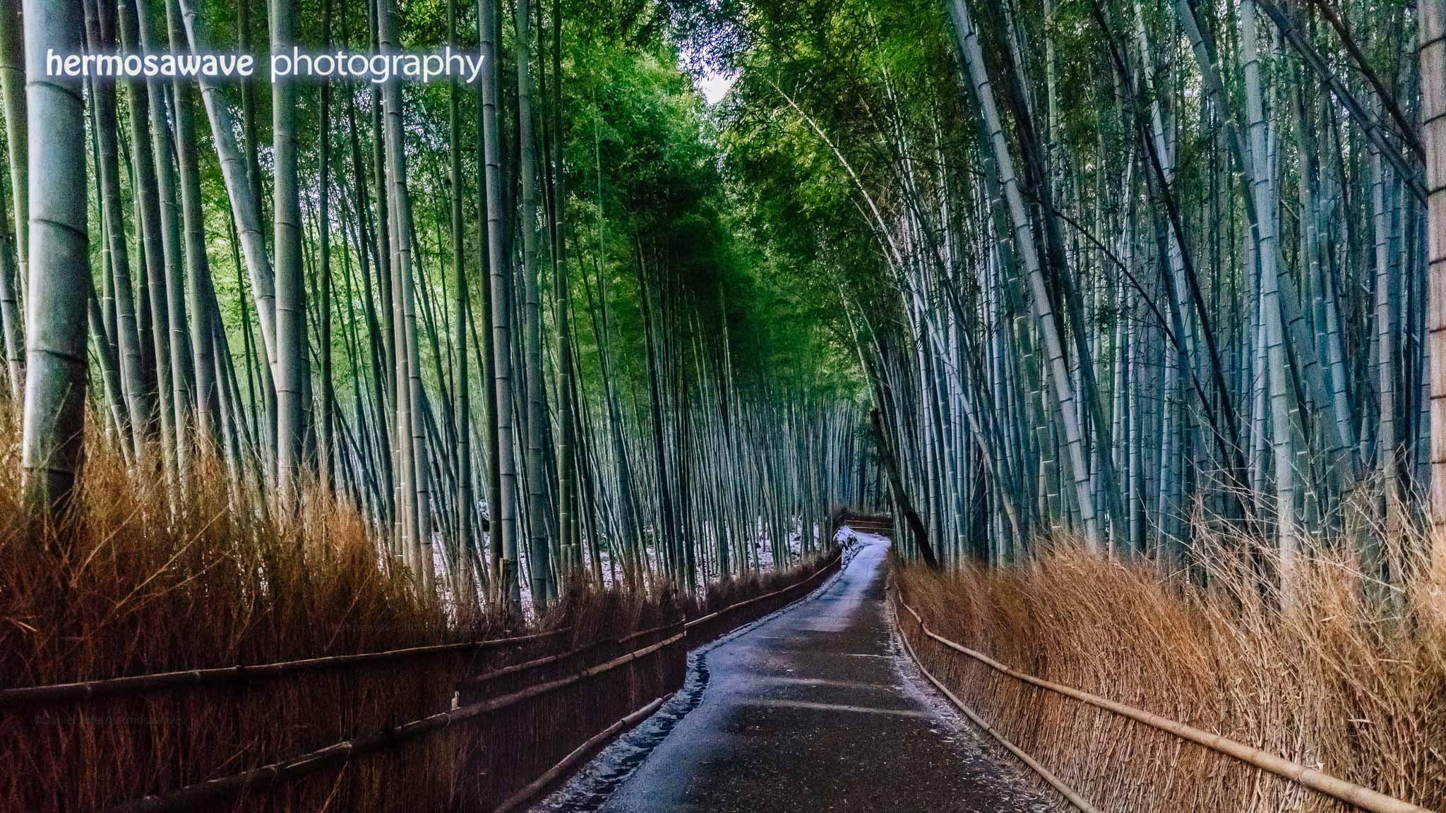 Bamboo Forest at Dawn