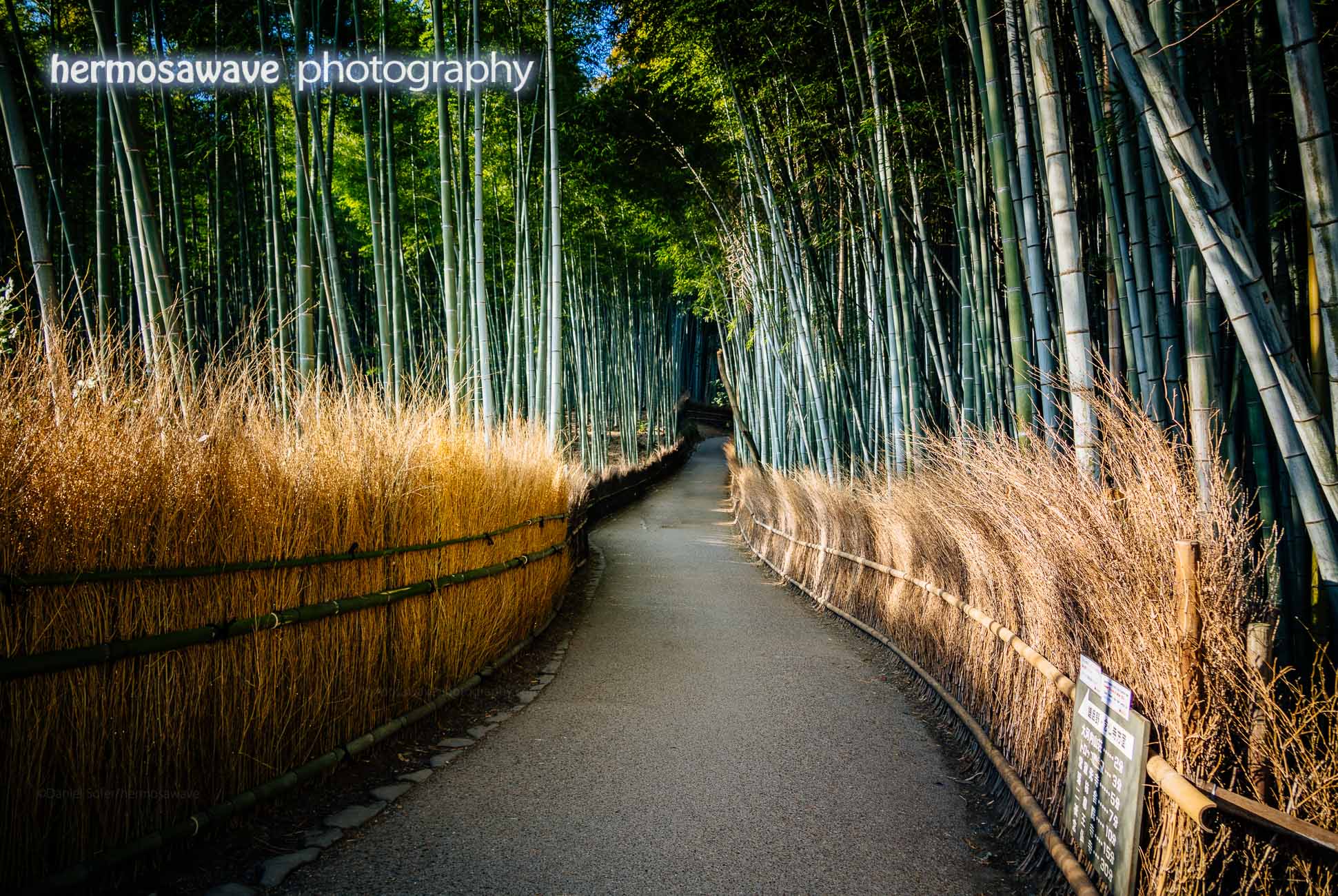 Bamboo Grove 嵐山 竹林