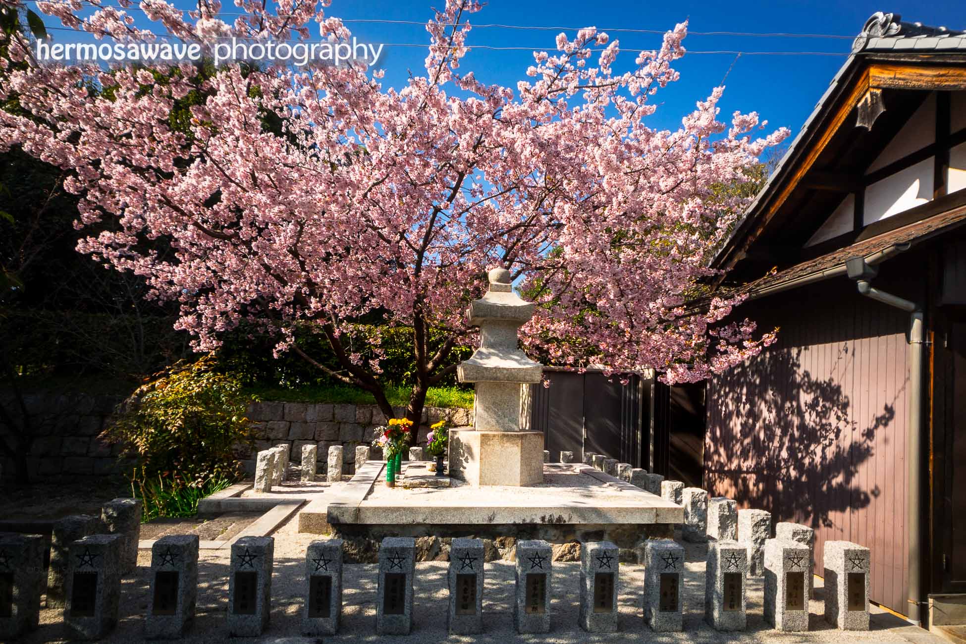 Cherry Blossoms at Suminokura Shrine