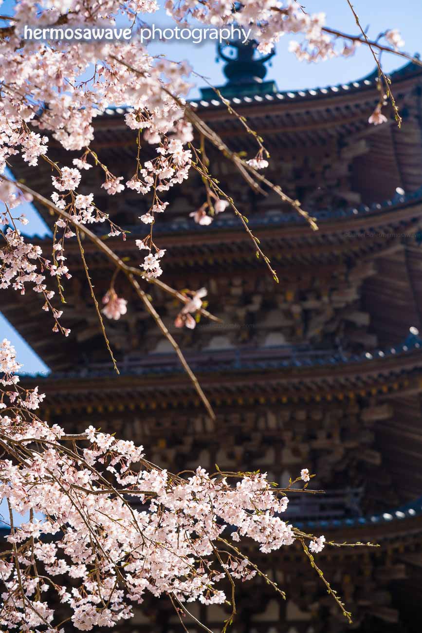 Sakura at Daigo-ji