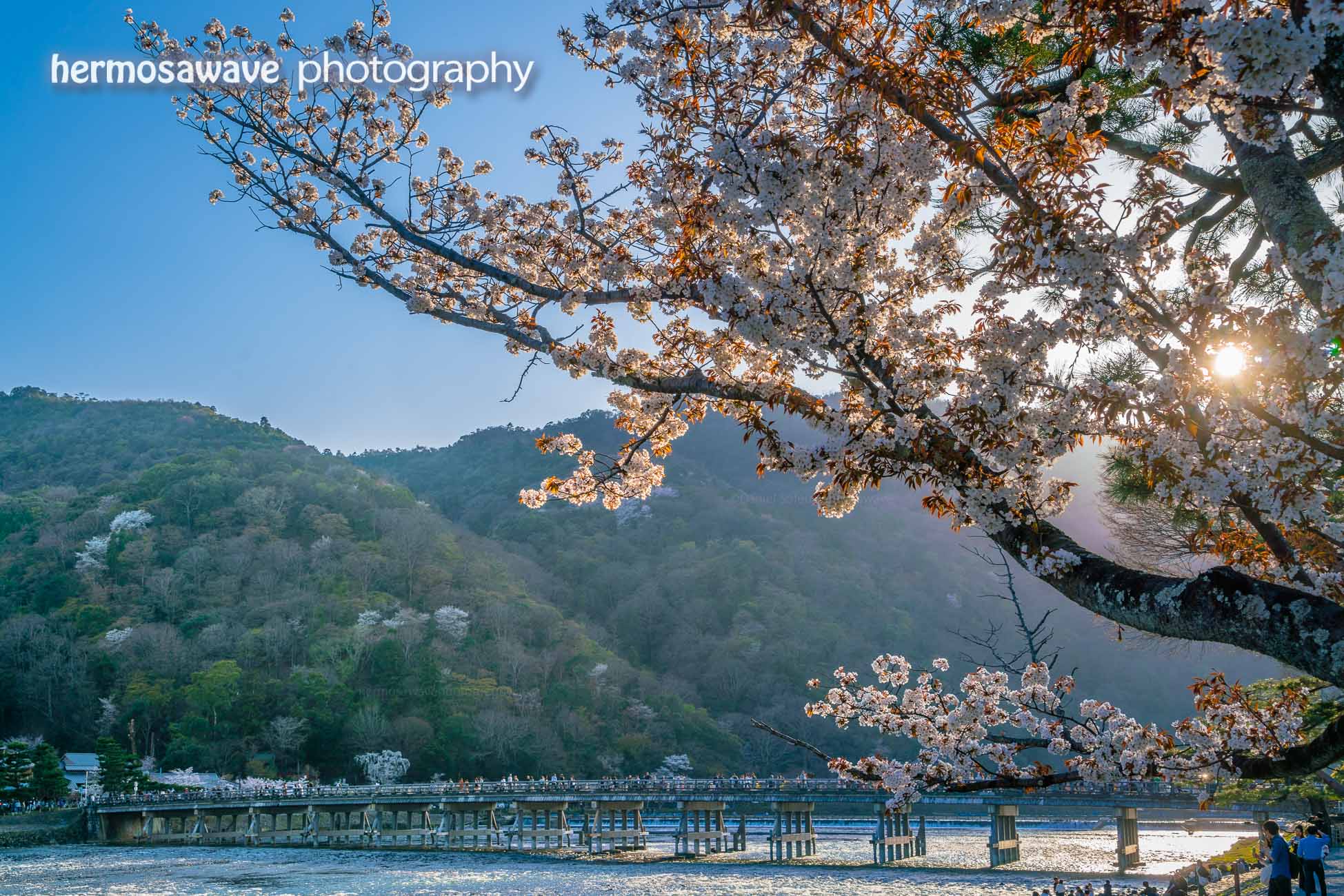 Sakura in Arashiyama 嵐山の桜開花