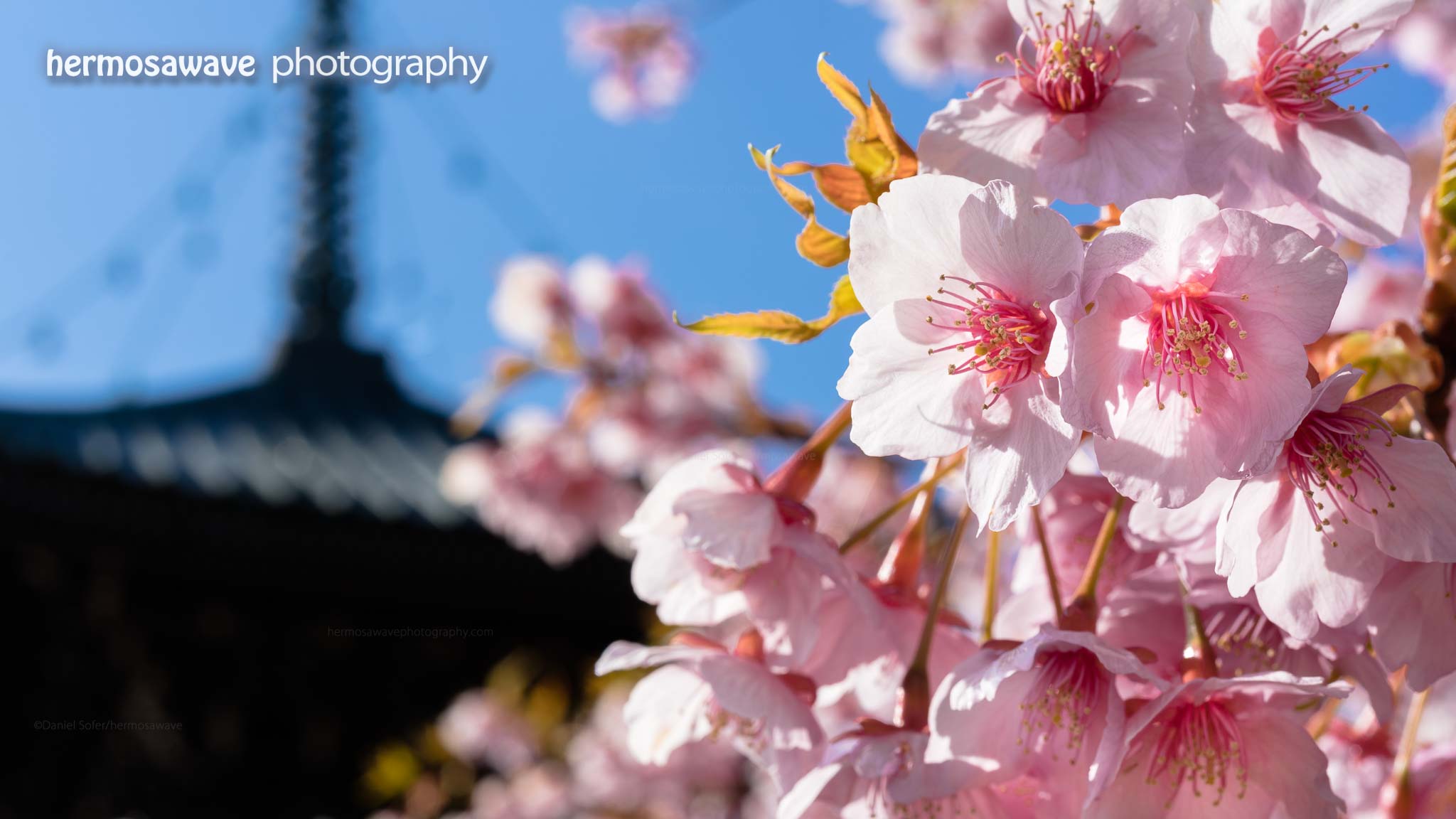 Sakura at Seiryo-ji