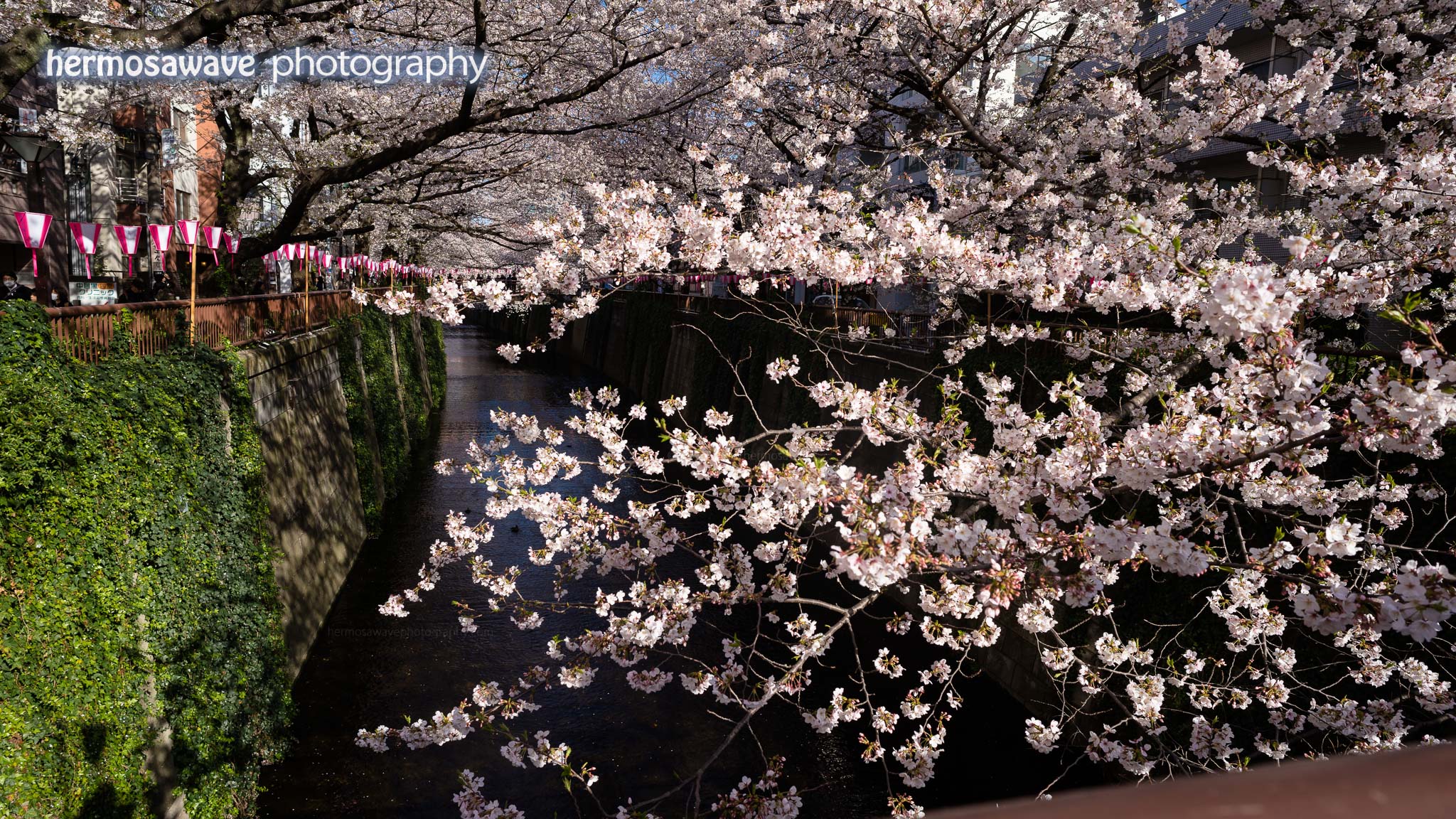 More Sakura from Naka Meguro