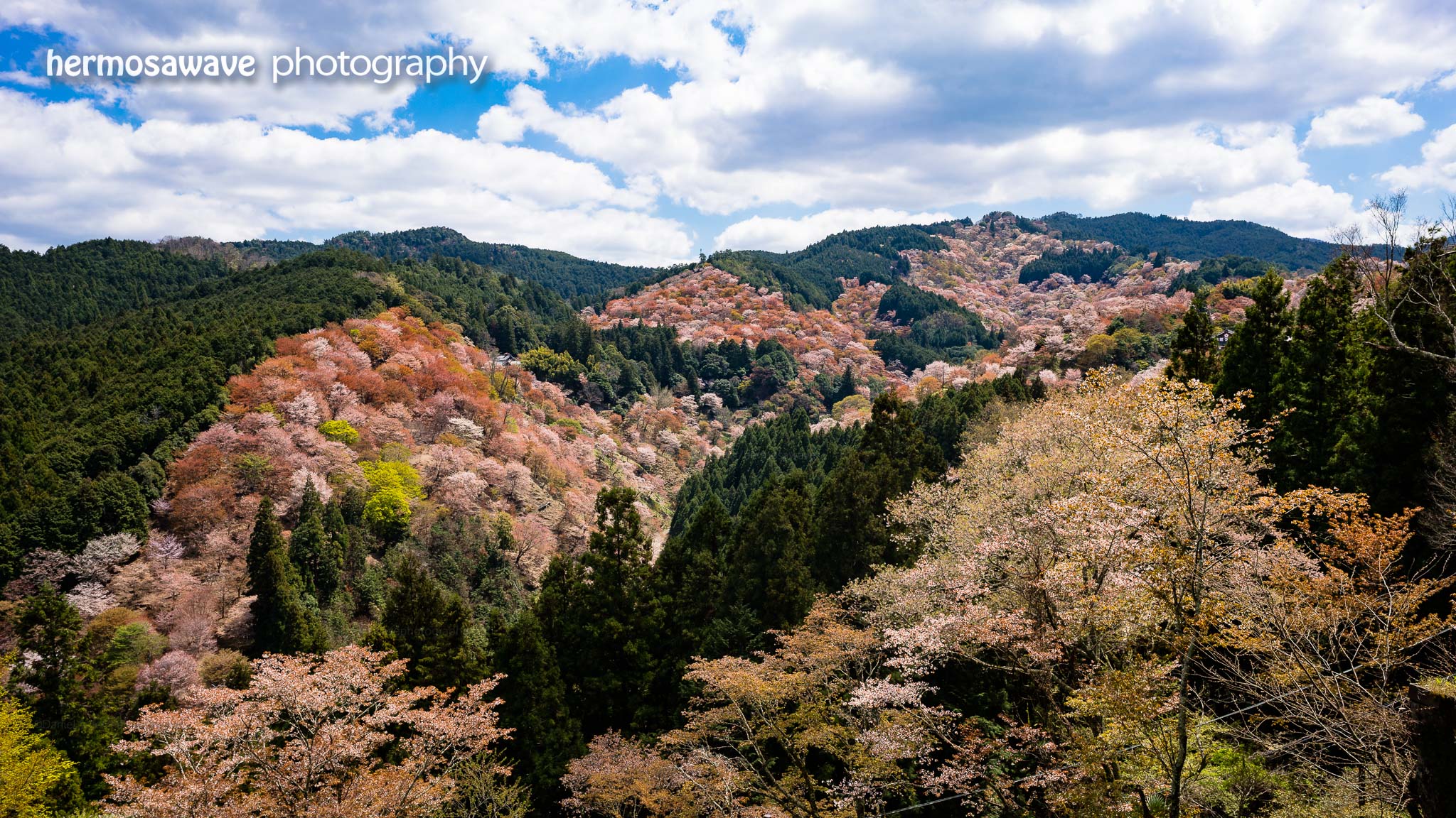 Sakura in Yoshino