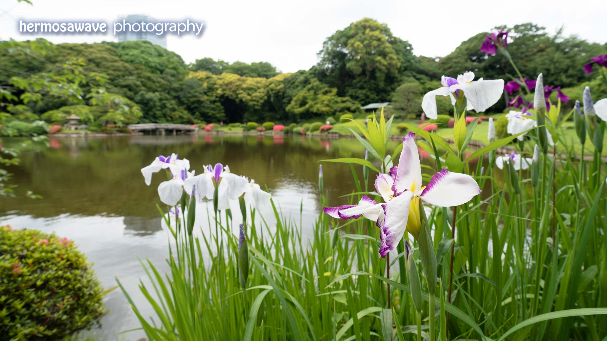 Irises at Shinjuku Gyoen • 新宿御苑の菖蒲