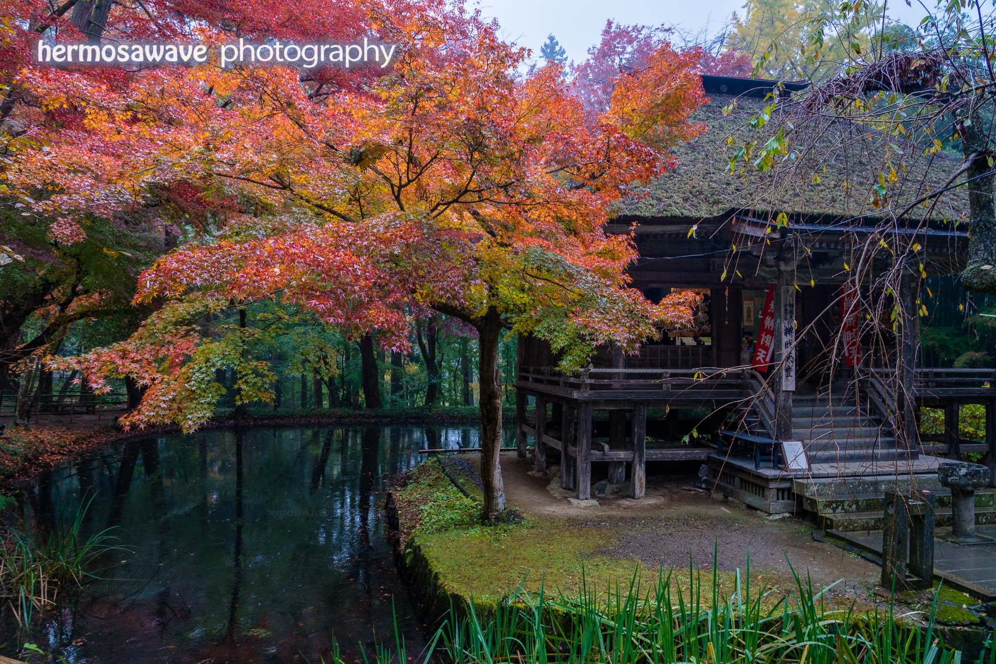 Autumn at Chuson-ji・中尊寺の橙色