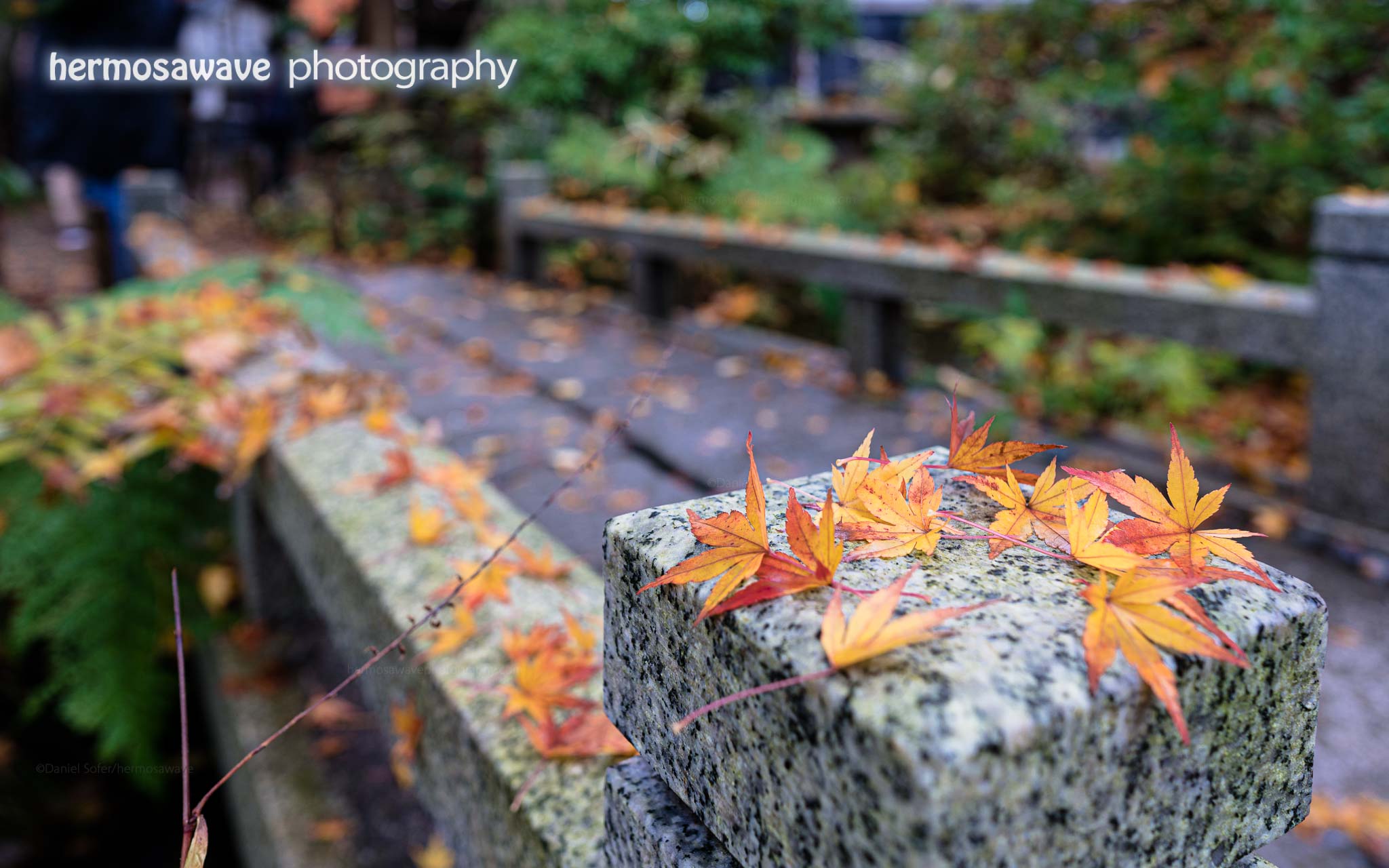 Leaves on a Bridge・橋の上の葉