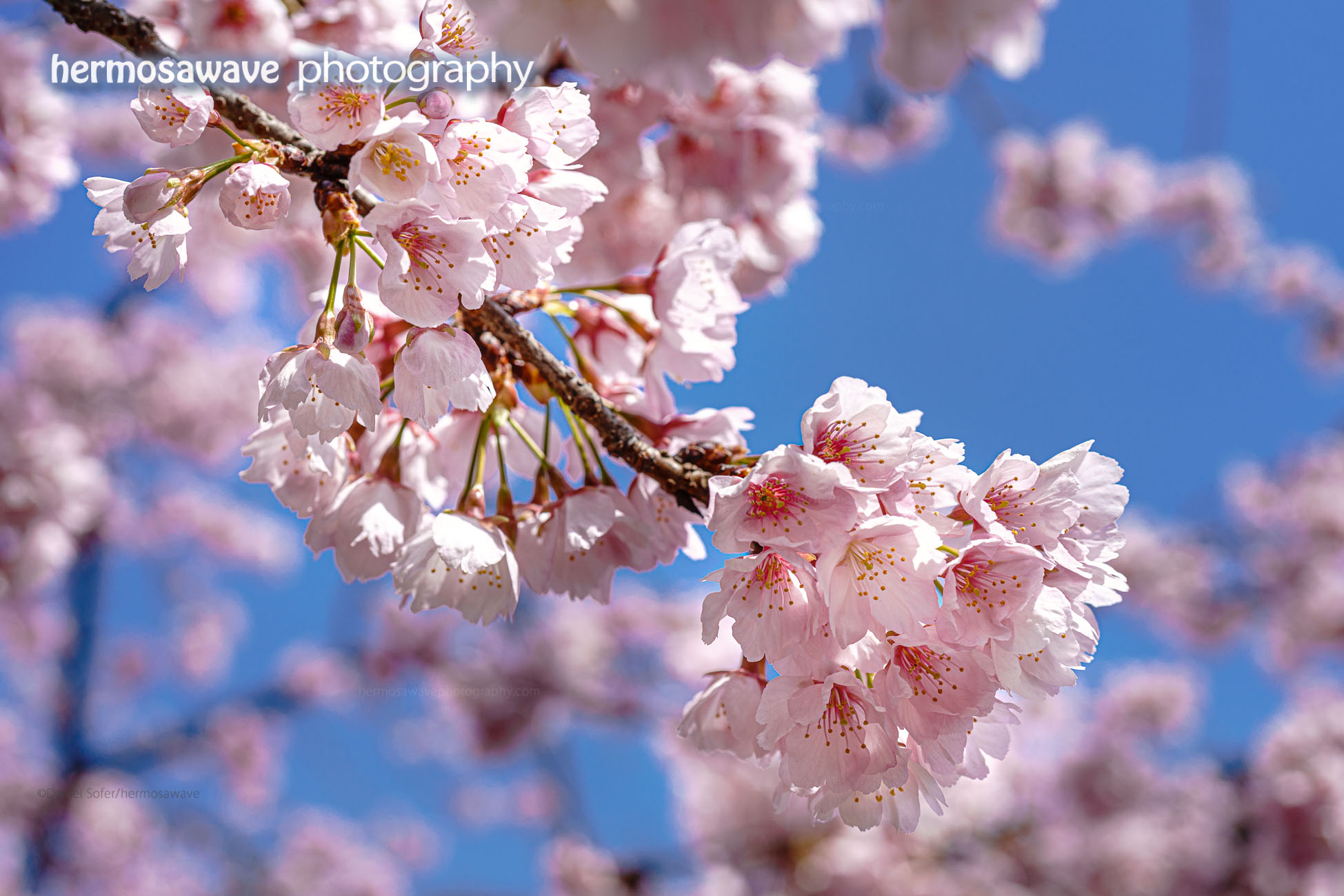 Cherry Blossoms・桜