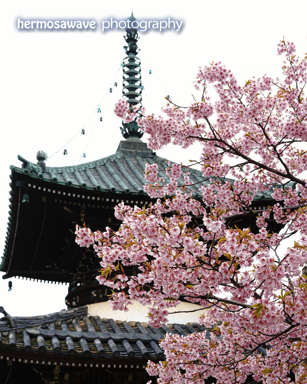 Sakura at Seiryoji・清涼寺の桜