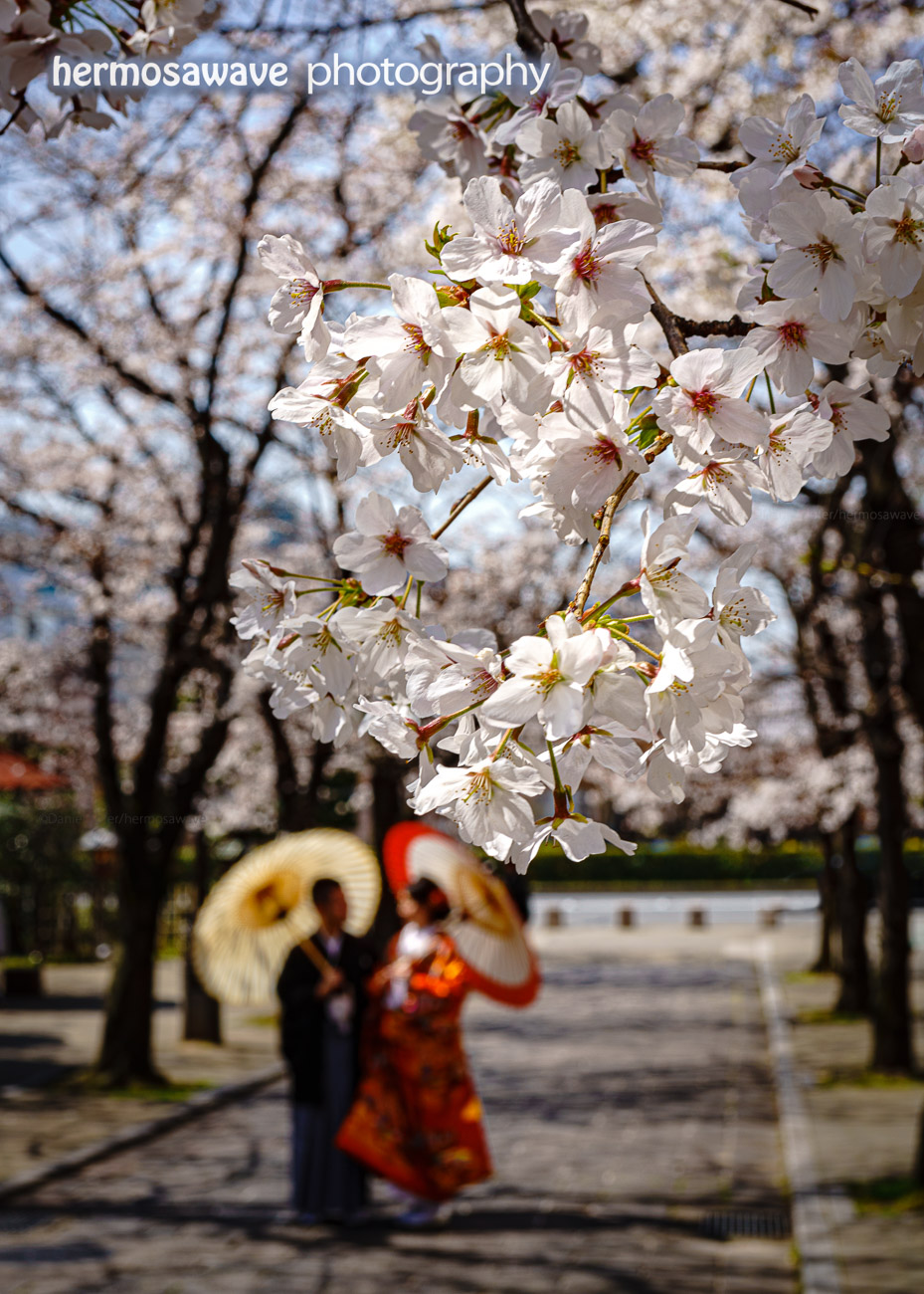 Sakura in Gion・祇園に桜