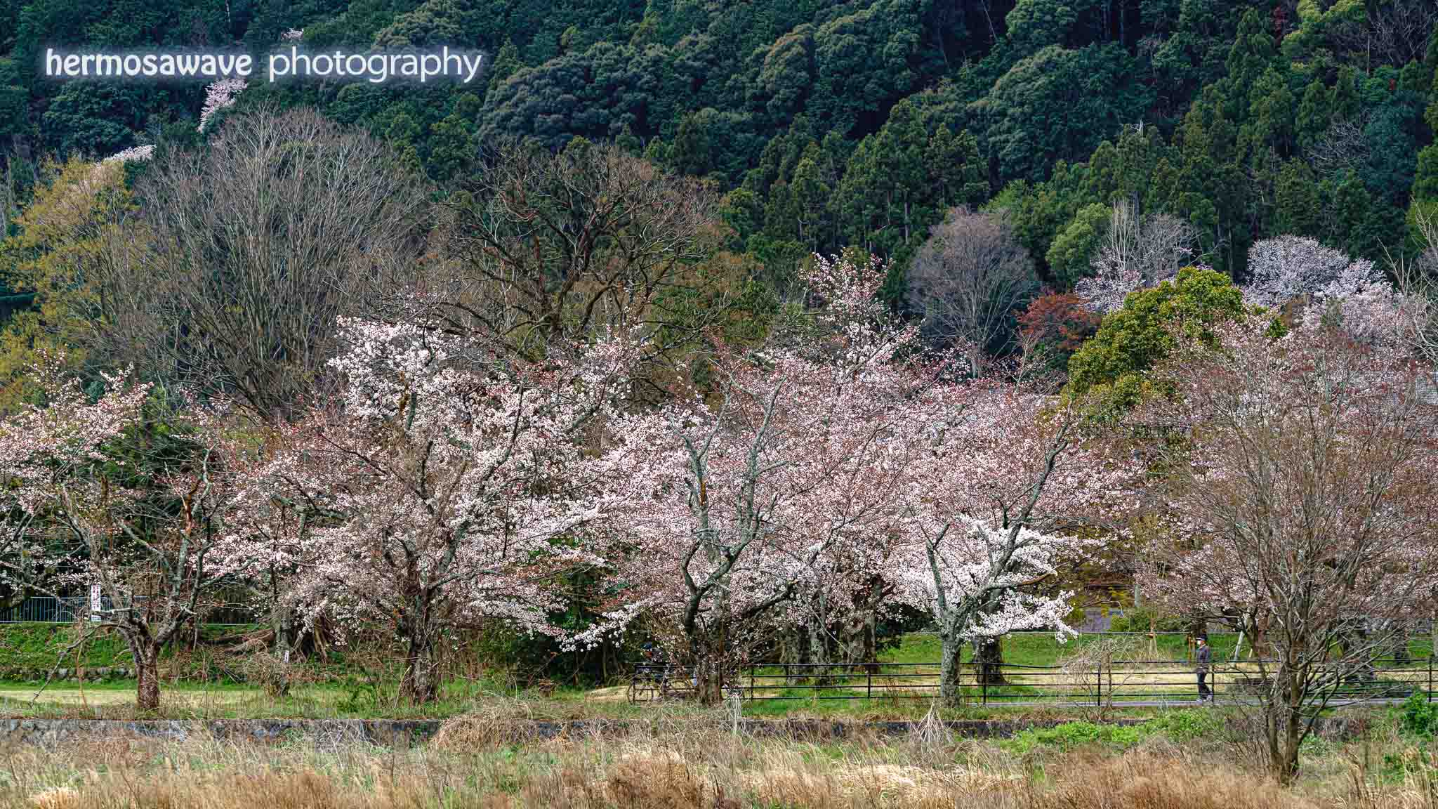 Sakura on Nakanoshima・中之島の桜