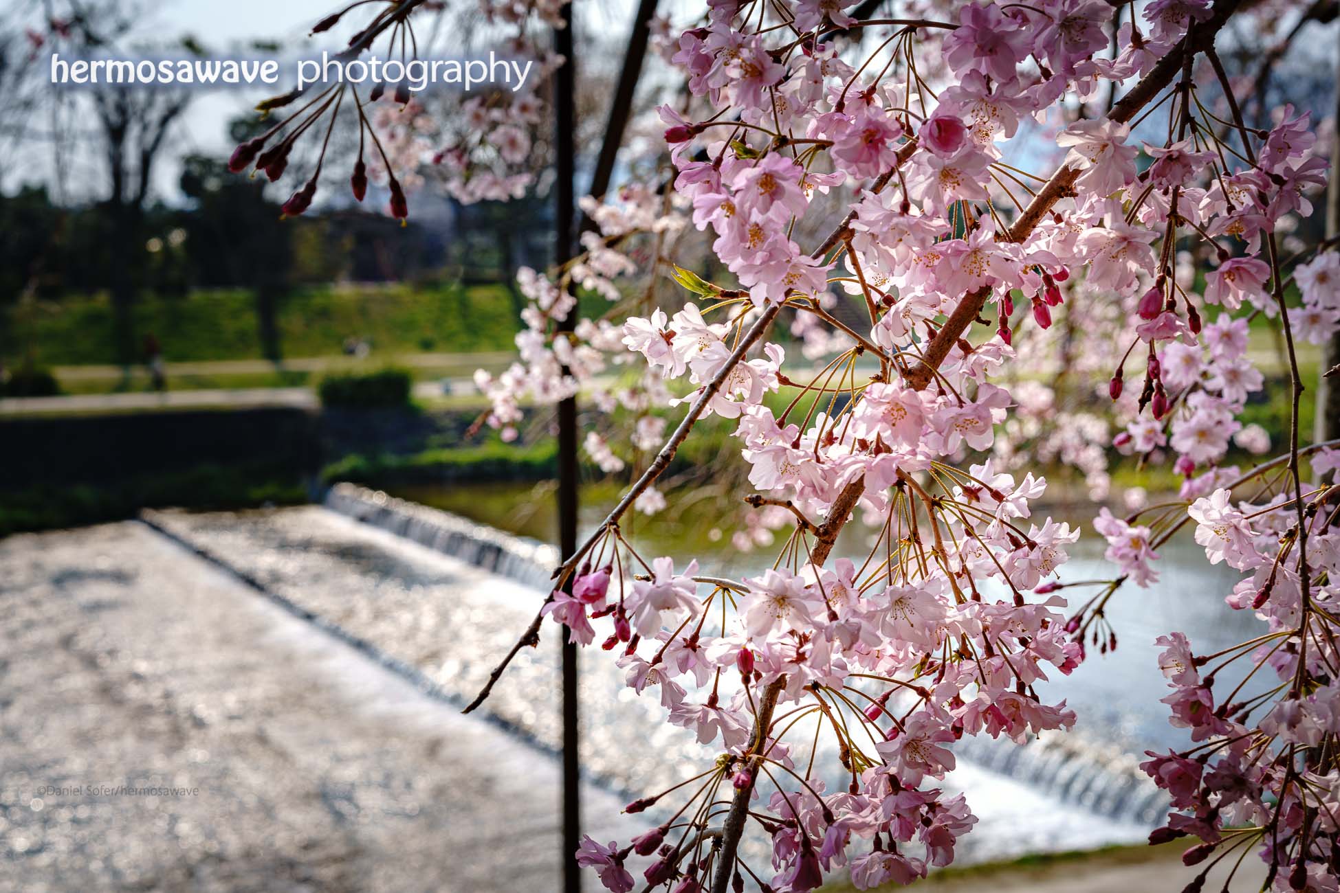 Weeping Cherries on the Kamo River・鴨川のしだれ桜