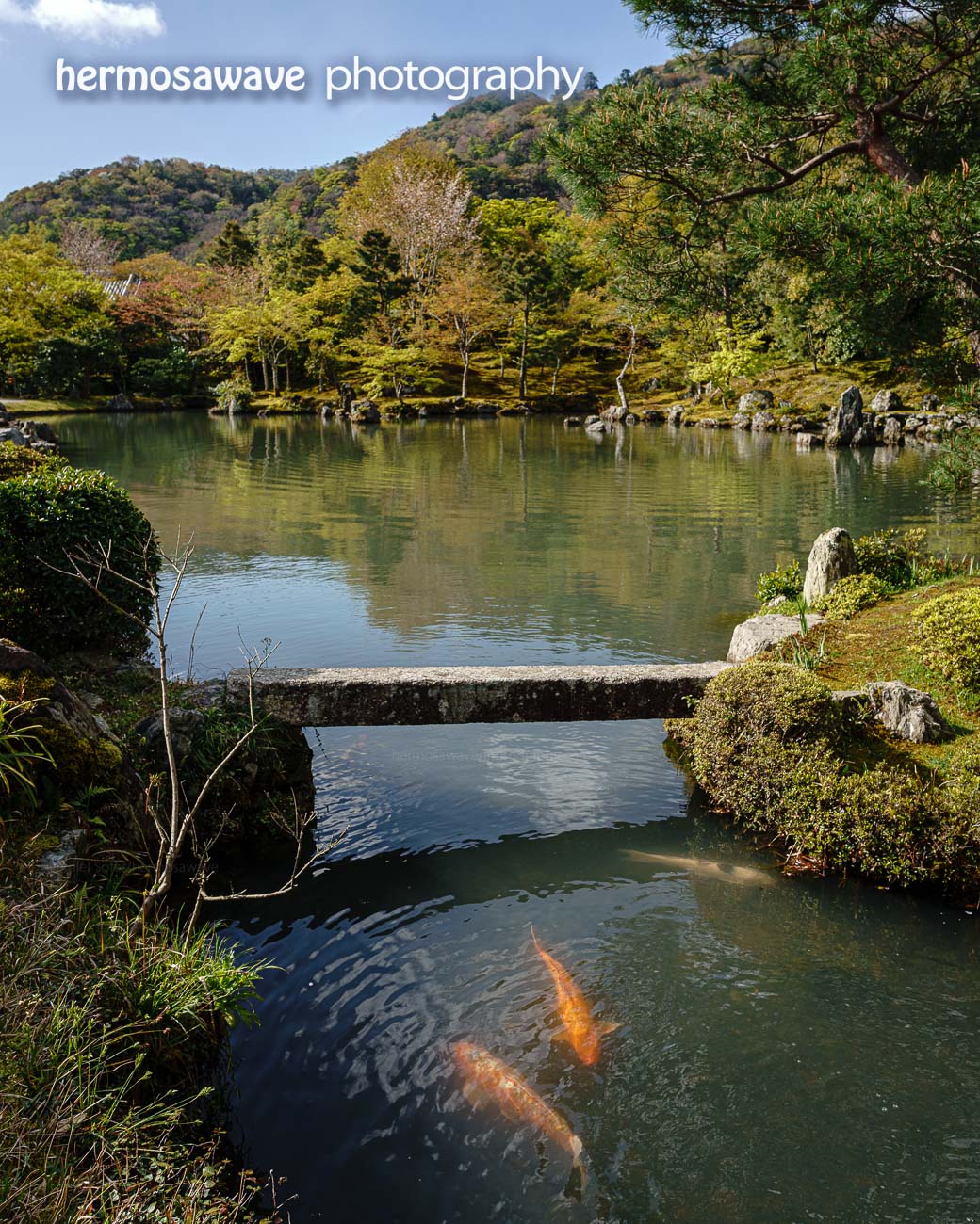 Koi at Sogenchi Garden・草原地の鯉