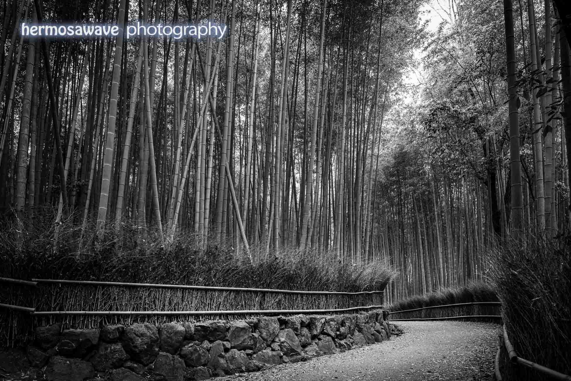 Bamboo Path・竹林