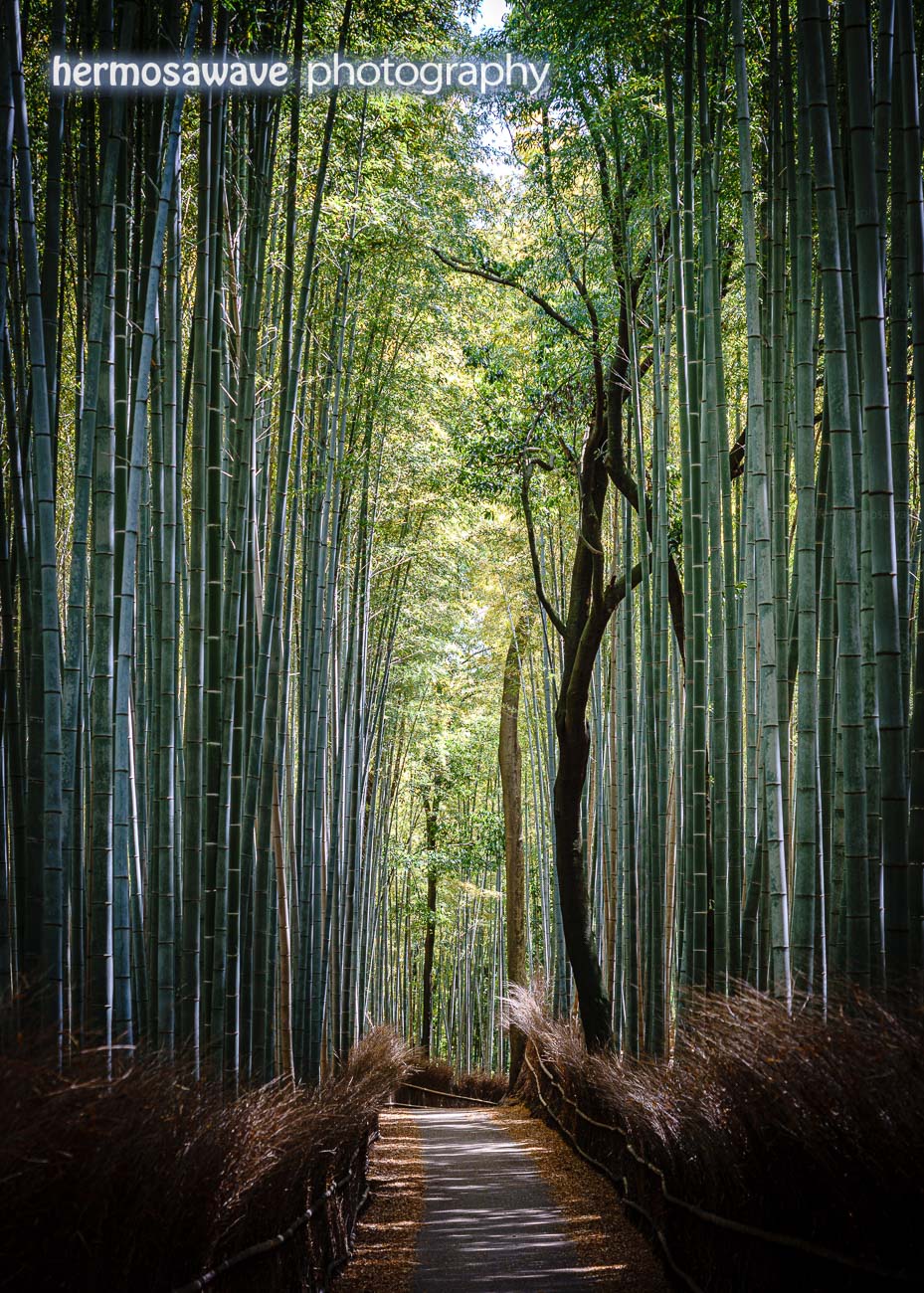 Bamboo Path・竹林