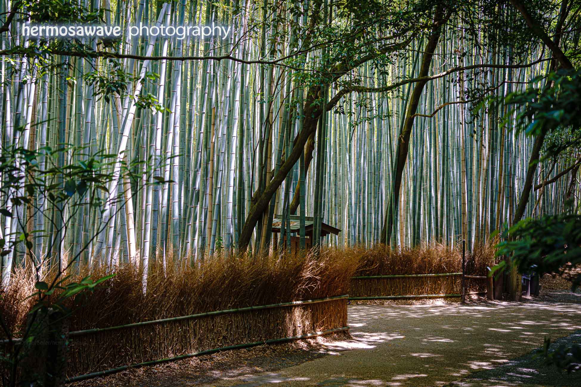 Sunny Bamboo・太陽の下で竹林