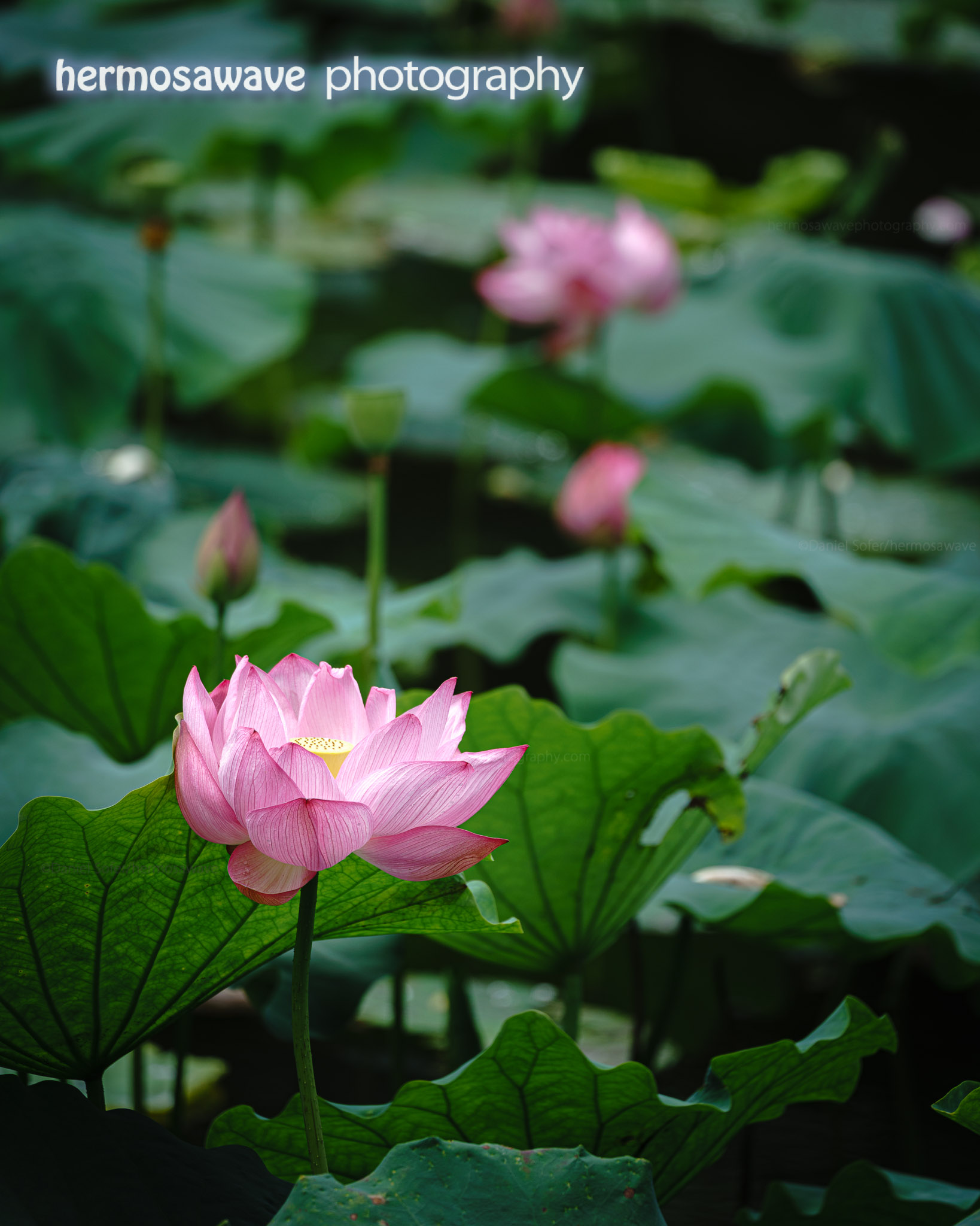 Lotus at Ogura Pond・小倉池のハス