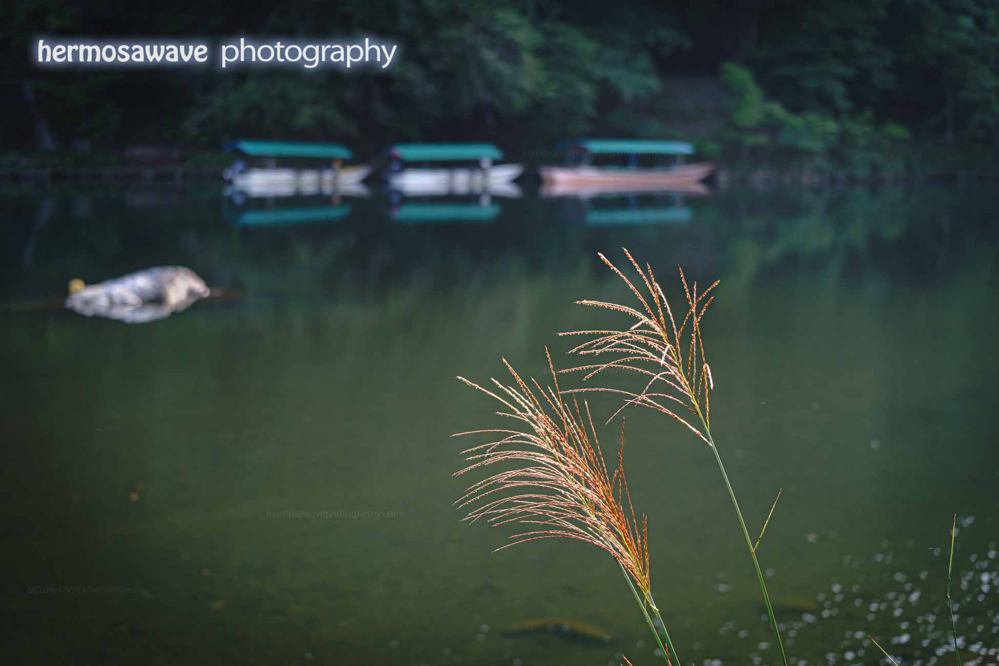 Reeds on the River ・川の葦