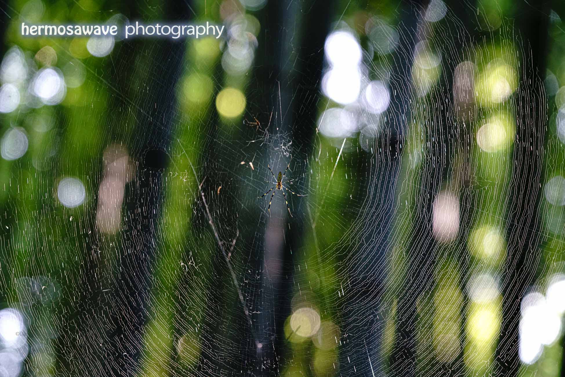 Spider Web・クモの巣