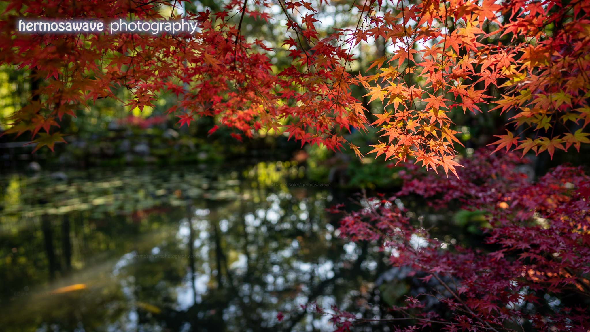 Maple Pond・紅葉の池
