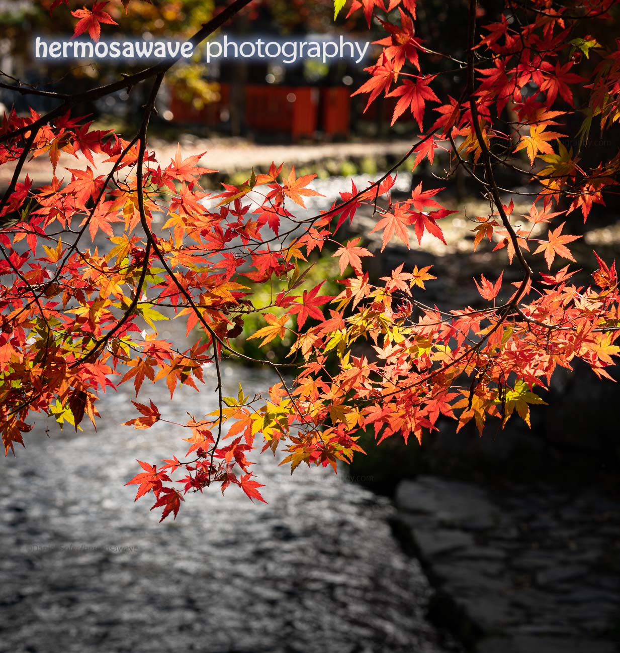 Autumn Leaves at Kamigamo Jinja・上賀茂神社の紅葉