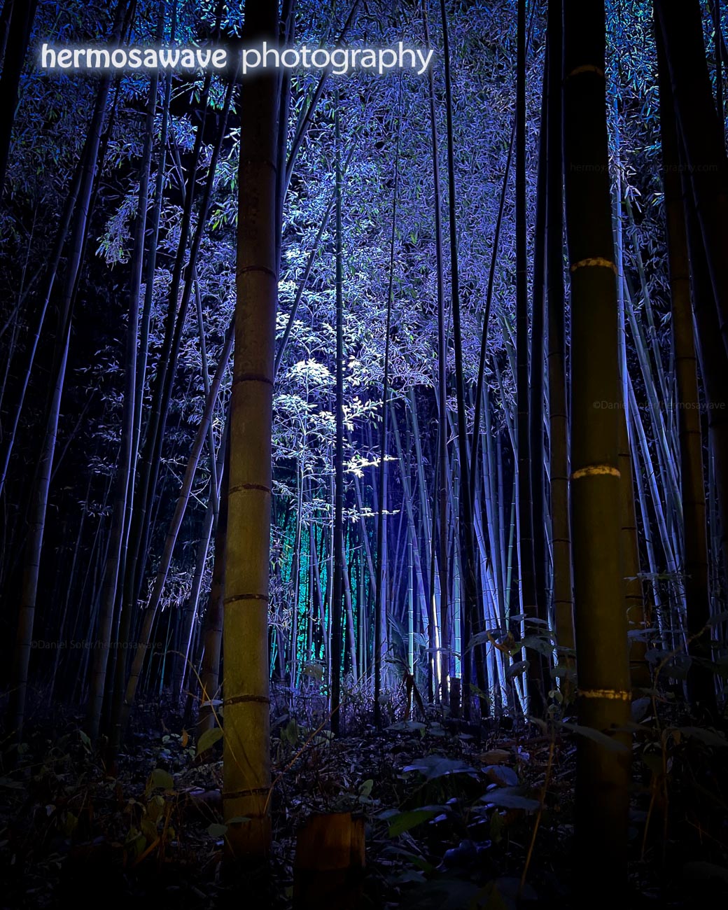 Purple Forest・紫の森