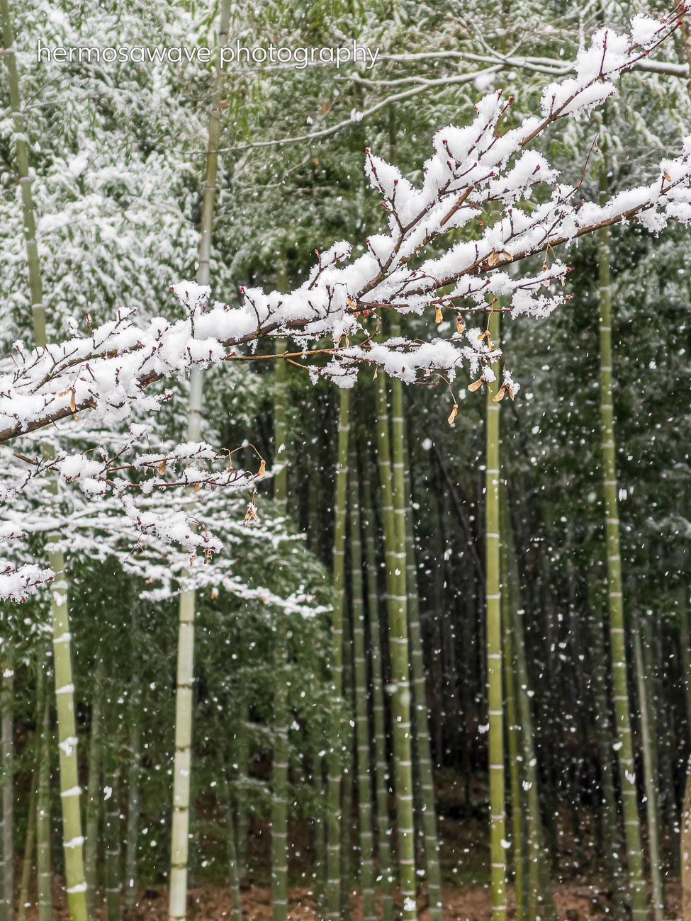 Bamboo Grove & Snow・竹林と雪