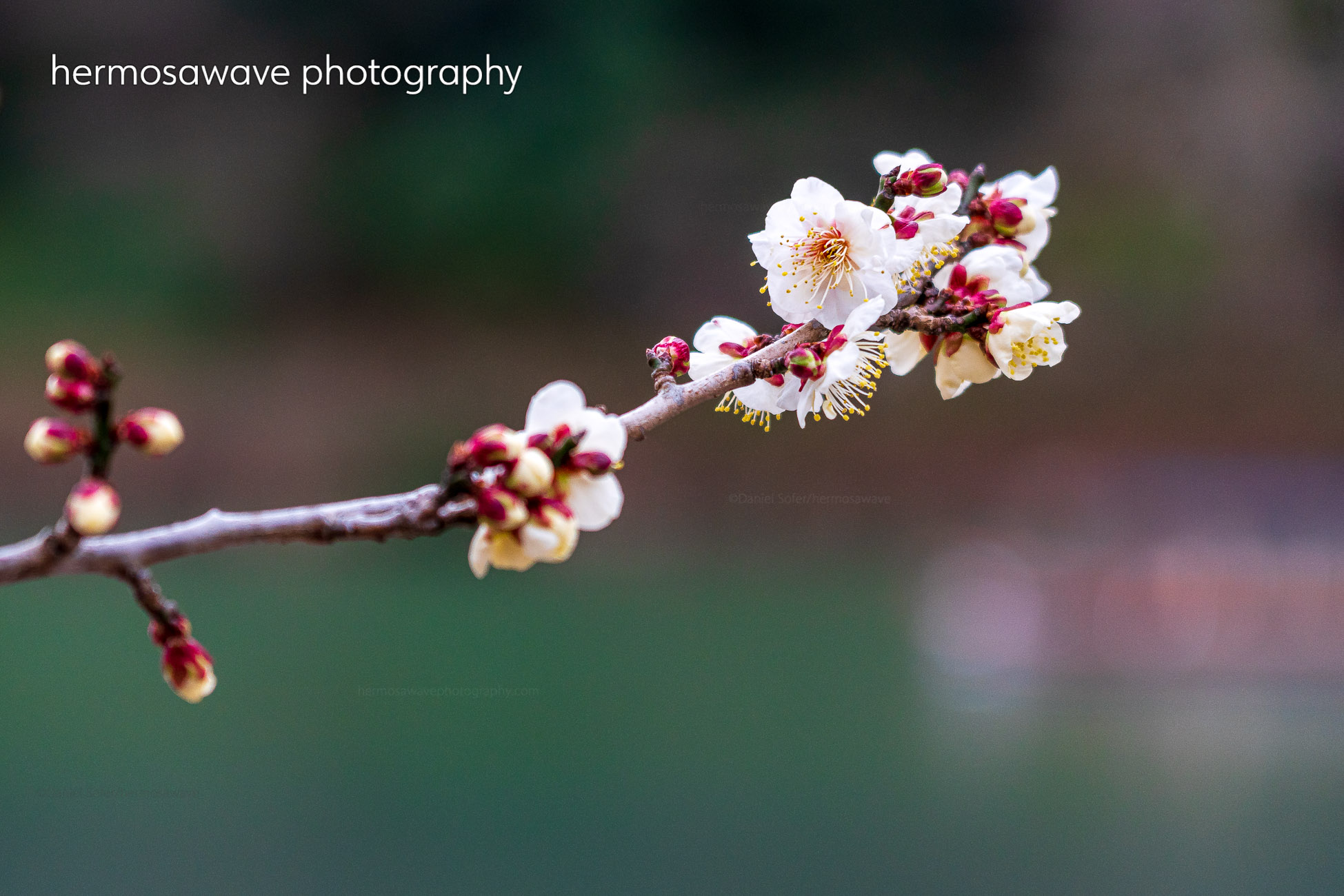 Plum Blossoms・白梅