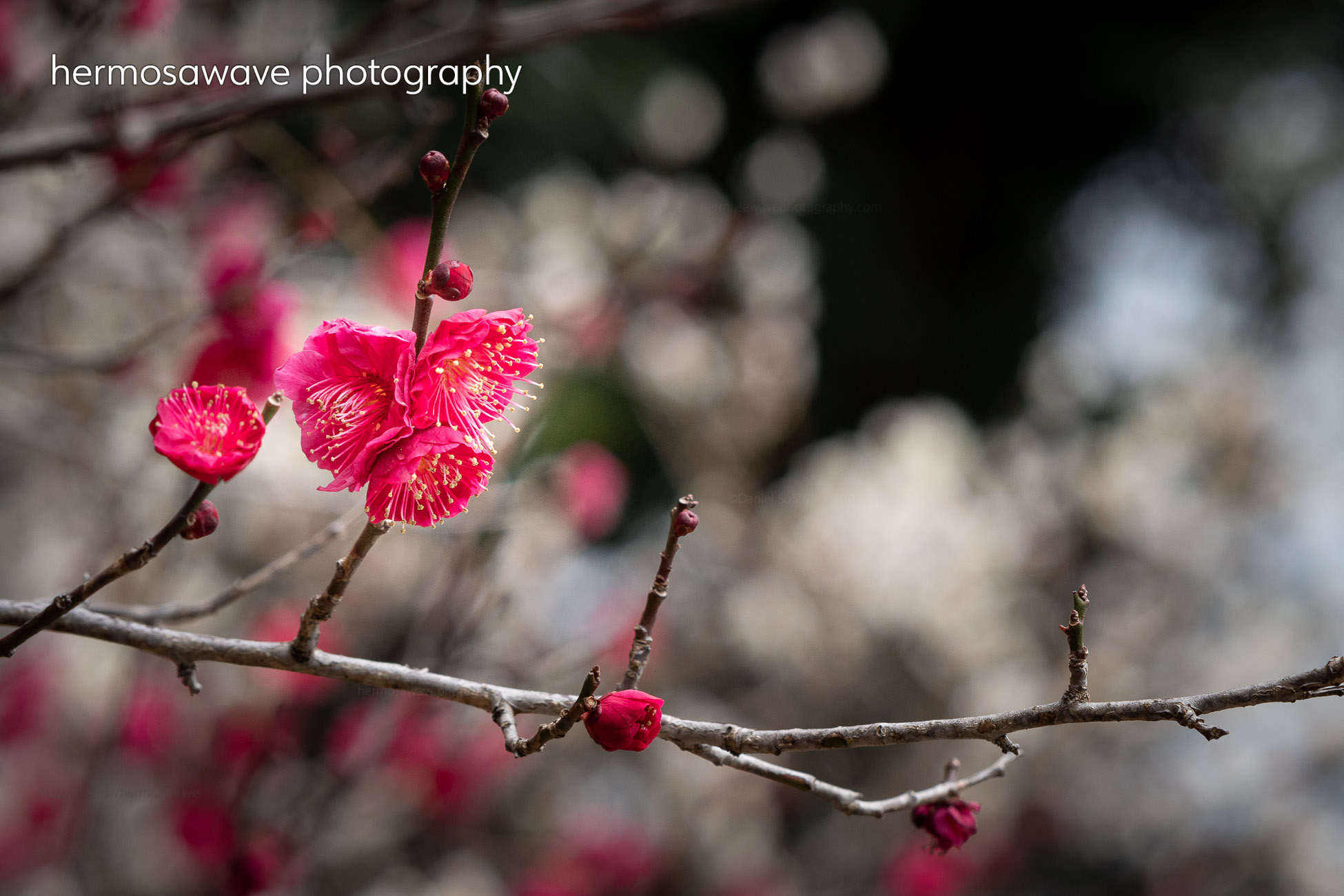 Plum Blossoms・梅の花