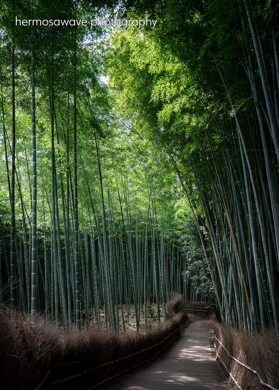 Peaceful Bamboo・平和な竹林