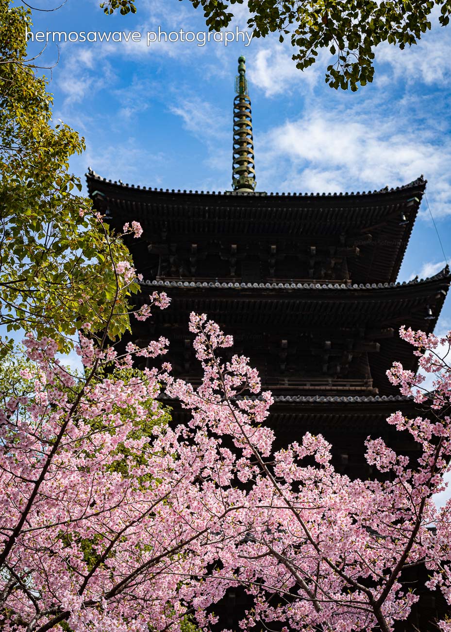 Sakura at Toji Temple・東寺の桜