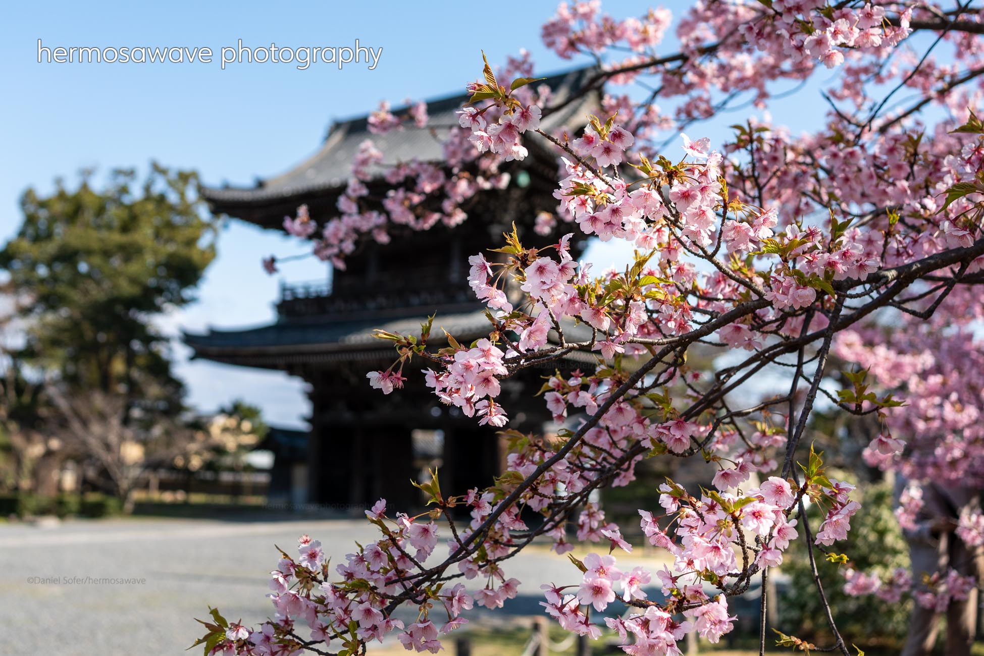 Sakura at Seiryo-ji・清涼寺の桜