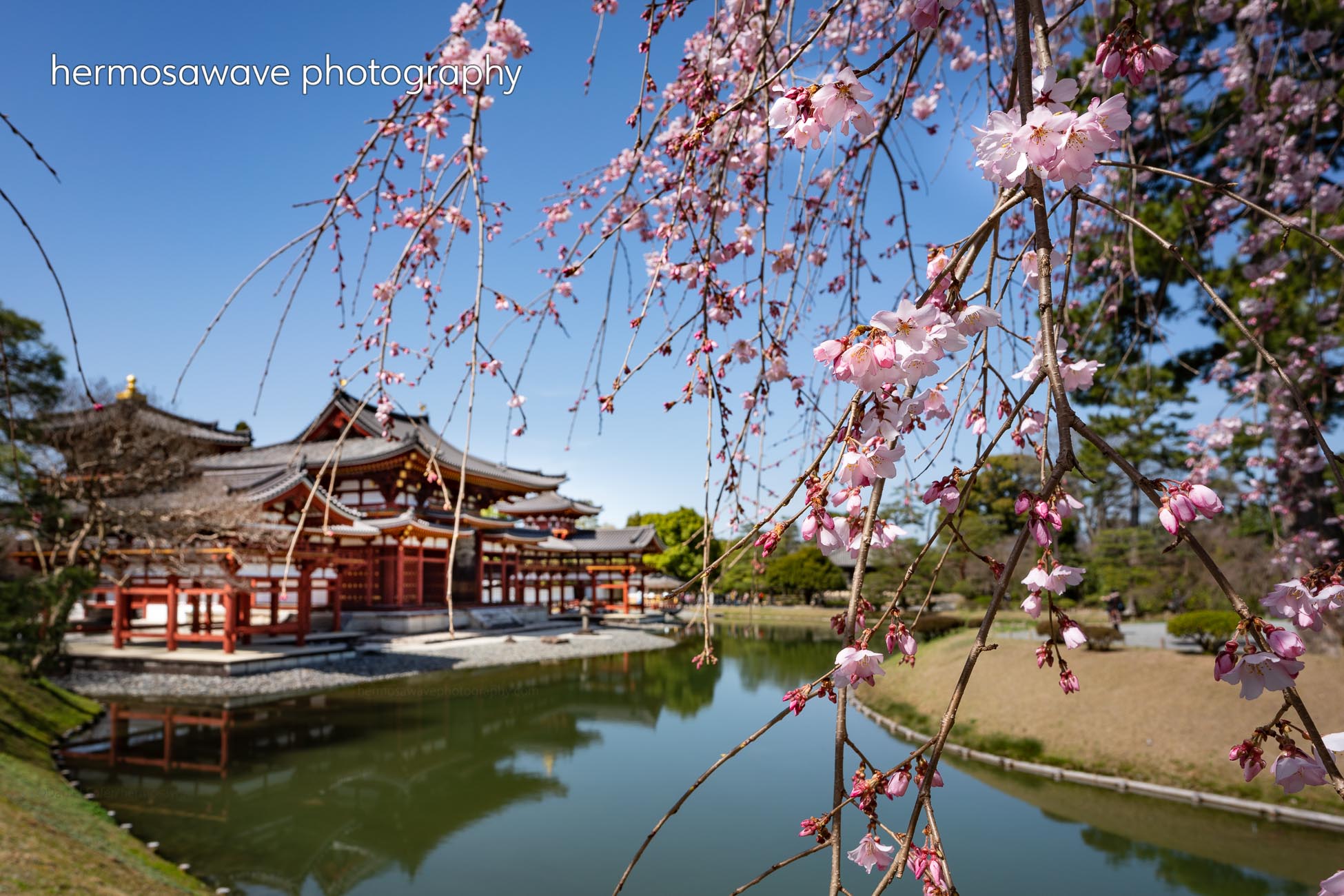 Sakura at Byodo-in・平等院の桜
