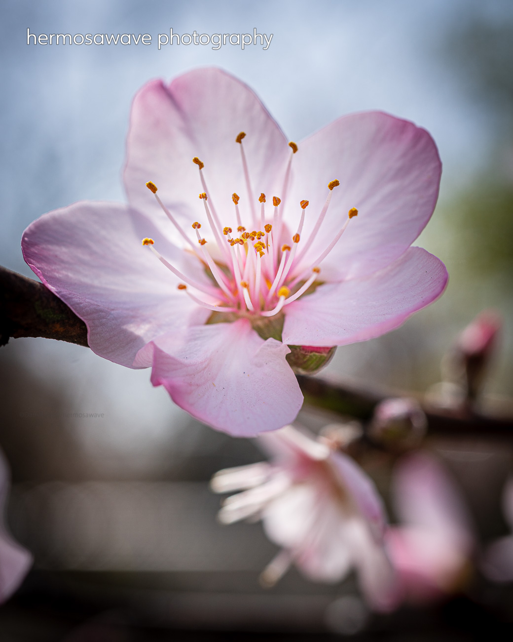 Sakura・桜