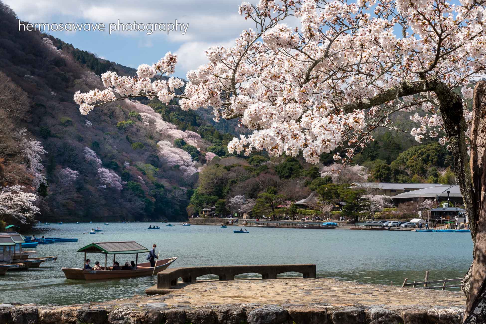 Cherry Blossom Season・桜の季節 