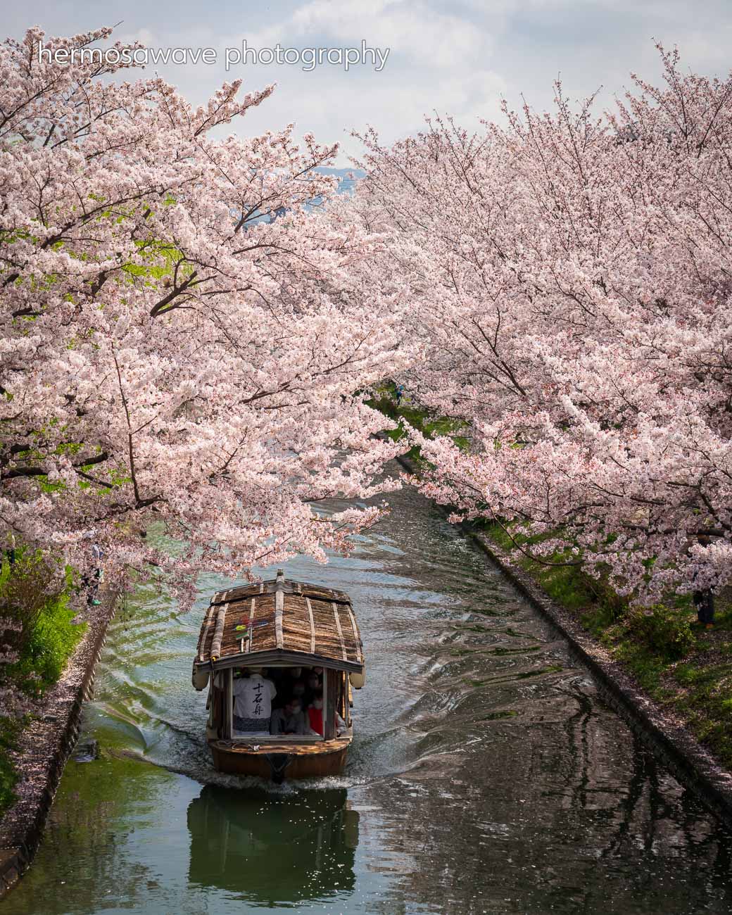 Fushimi Sakura・伏見の桜