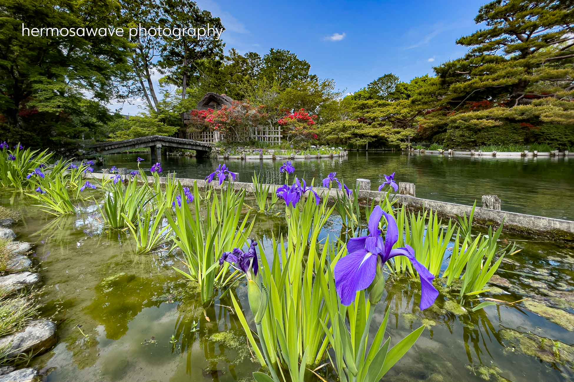 Irises at Umenomiya Taisha・梅宮大社のアヤメ
